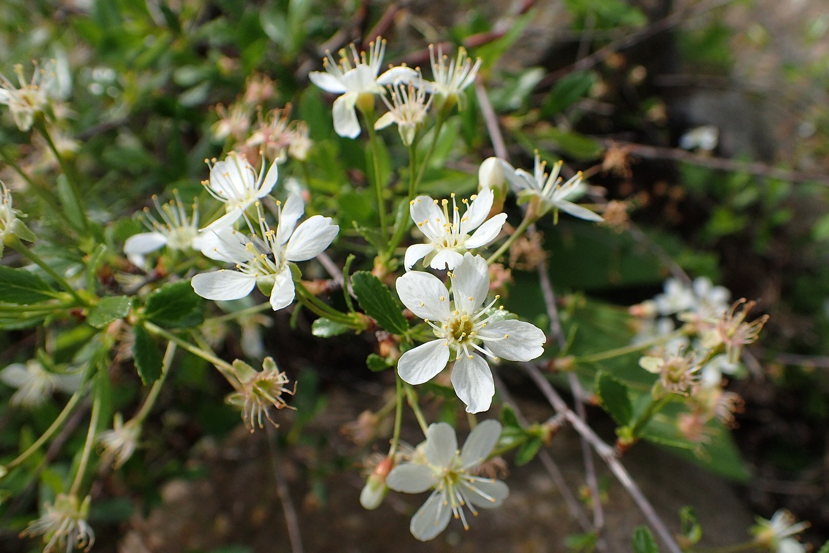 Fotografia przedstawiająca zbliżenie na białe, małe kwiaty wiśni. Mają po pięć drobnych płatków, pomiędzy nimi wyrastają wysokie i cienkie słupki.