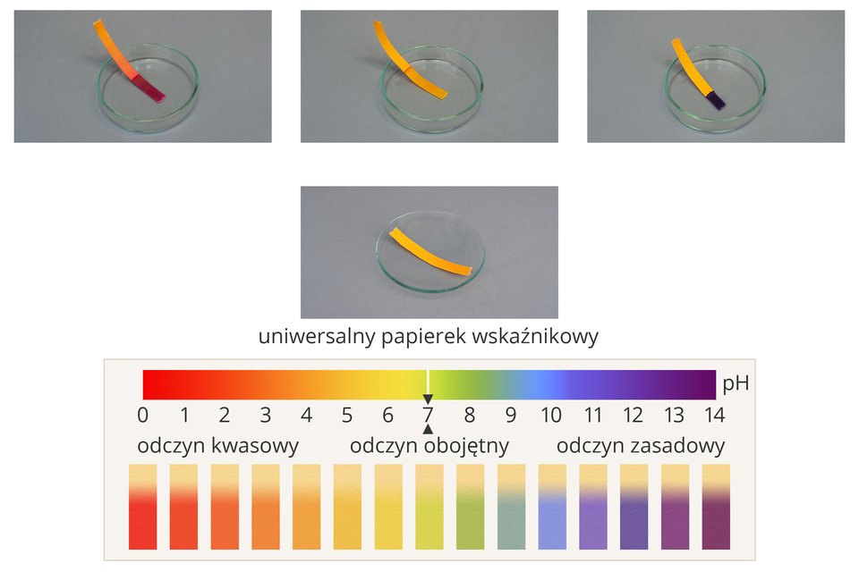 W górnej części ilustracji cztery zdjęcia przedstawiające, na każdym z nich szalka Petriego, w trzech pierwszych znajduje się przeźroczysty wodny roztwór, na każdej szalce położony jest kawałek uniwersalnego papierka wskaźnikowego. Na pierwszym kolor papierka ciemnoczerwony, co wskazuje na odczyn kwasowy. Na drugim papierek nie zmienił zabarwienia, ma swoisty kolor żółty. Na trzecim przybrał barwę niebieską. Na czwartym brak reakcji, ponieważ zabarwienie wymaga obecności roztworu. Poniżej przedstawiono skalę pH od 0 do 14, gdzie uwzględniono zamianę zabarwienia uniwersalnego papierka wskaźnikowego w zależności od odczynu roztworu. Odczyn kwasowy przy pH 0 barwa ciemnoczerwona, idąc w kierunku pH obojętnego staje się kolejno czerwona, pomarańczowa, aż przy odczynie obojętnym papierek zachowuje swoisty kolor, to jest żółty. Dalej zwiększając wartość pH staje się zielony przy 8 do 9, przy dziesięciu niebieski, zaś przy wyższych wartościach i odczynie zasadowym przybiera ciemnofioletowe zabarwienie.