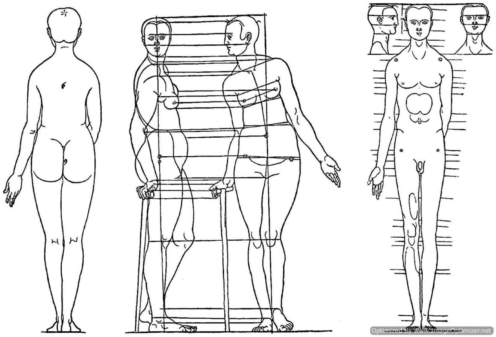 Ilustracja „Proporcje postaci” przedstawia trzy rysunki na białym tle. Od lewej są to: 1. Sylwetka postaci przedstawiona tyłem. Jej stopy są złączone, a lewa ręka wyciągnięta w bok. Ramiona postaci są zaokrąglone, a włosy krótkie. Najszerszym miejscem ciała są pośladki oraz biodra. 2. Sylwetka kobiety przedstawiona bokiem oraz przodem – oba rzuty połączono horyzontalnymi oraz pionowymi liniami, łączącymi poszczególne części ciała, ukazując proporcje. Lewe kolano kobiety jest delikatnie zgięte, a ręce ukazano z boku. Najszerszym punktem są biodra postaci, a najbardziej wysuniętym – jej brzuch oraz piersi. 3. Sylwetka mężczyzny ukazana przodem. Jego stopy są złączone, prawa ręka wyciągnięta wzdłuż ciała, a twarz skierowana do przodu. Jest on szczupły, a poszczególne elementy podkreślone są horyzontalnymi liniami, nie przecinającymi rysunku. Z lewej strony jego głowy ukazano jeszcze dwa jej rzuty – bokiem oraz, ponownie – przodem.  