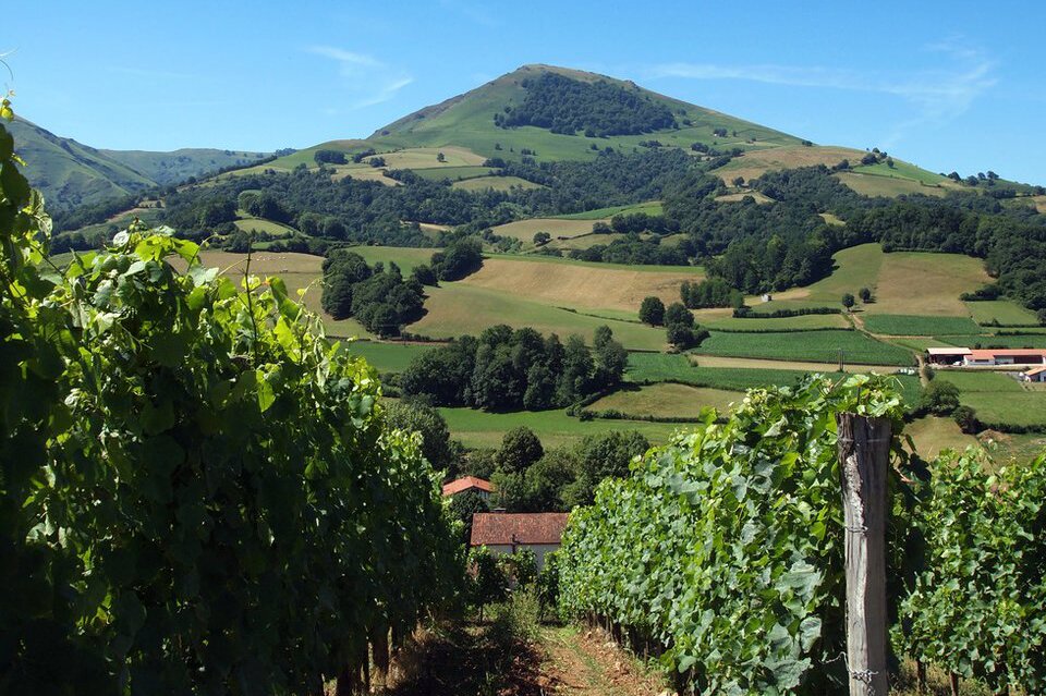 Na fotografii przedstawiono winnicę z terenów Półwyspu Iberyjskiego. Wine-growing in mountainous regions of the Iberian Peninsula. Zdjęcie zrobiono z poziomu ścieżki miedzy dwoma rzędami winorośli. Na końcu położonej na wzgórzu winnicy widoczne dwa zabudowania wiejskie. W tle wzniesienia pokryte polami i drzewami.
