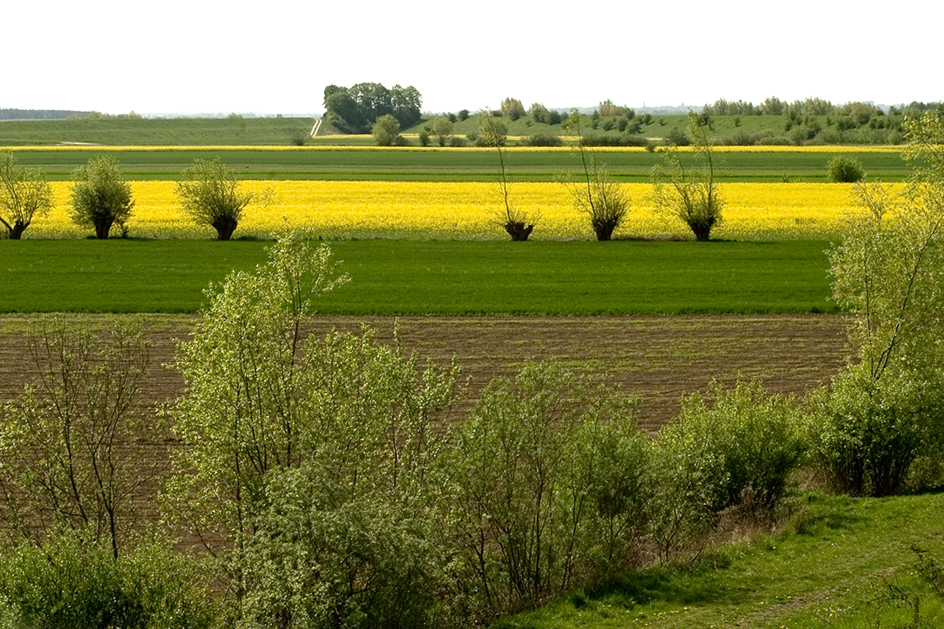 Zdjęcie ukazujące rolniczy krajobraz na równinach Żuław Wiślanych. Na zdjęciu widoczne zielone i żółte pola oraz nieliczne drzewa śródpolne.