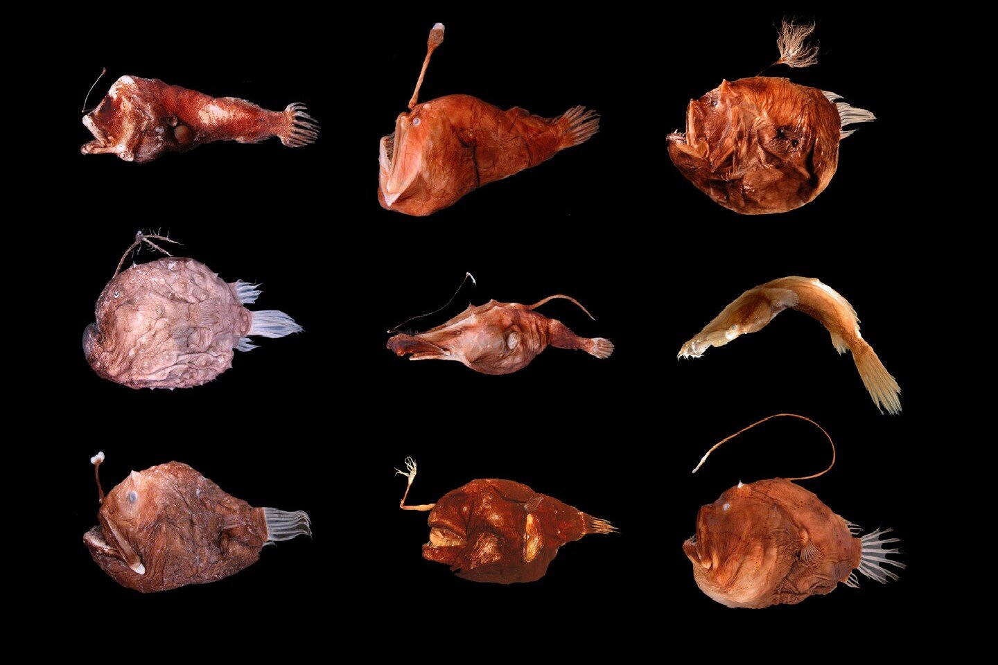 Fotografia na czarnym tle przedstawia dziewięć ryb głębinowych, w trzech rzędach po trzy. Ryby leżą na boku, głowy w lewo. Mają ciała barwy brązowej. Głowy ryb są duże. Na ich głowach z wielkimi, otwartymi paszczami znajdują się wyrostki, które na końcu mają narządy świetlne. Wyrostki mają różną długość i grubość, narządy świetlne są u większości kuliste.