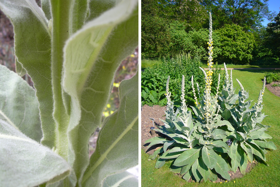 Ilustracja składa się z dwóch fotografii. Pierwsza z lewej przedstawia zbliżenie szarozielonego liścia dziewanny. Fotografia po prawej przedstawia kilka dużych pędów dziewanny, rosnących w ogrodzie wśród innych roślin. Dziewanna ma wzniesione kwiatostany z żółtymi kwiatami.