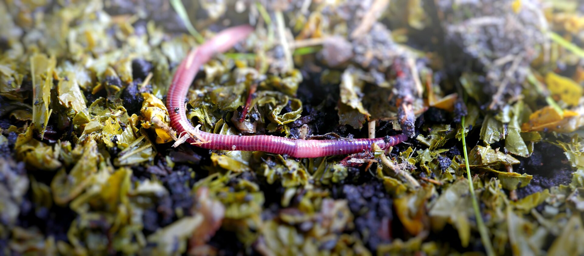 Zdjęcie przedstawia dżdżownicę kalifornijską pełzającą po kompostowniku, na którym na warstwie gleby znajdują się resztki roślin. Dżdżownica ma widoczne siodełko (odcinek ciała służący rozmnażaniu). Jej ciało jest zbudowane z metamerów, czyli pierścieni. 