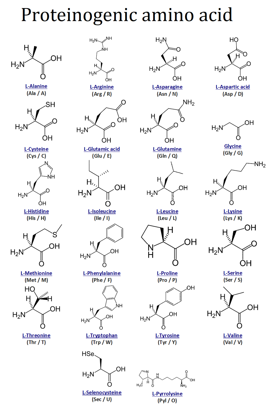 Grafika przedstawia proteinogenne aminokwasy, proteinogenic amino aid, które są włączane biosyntetycznie do białek podczas translacji. Słowo „proteinogeniczny” oznacza „tworzenie białka”.