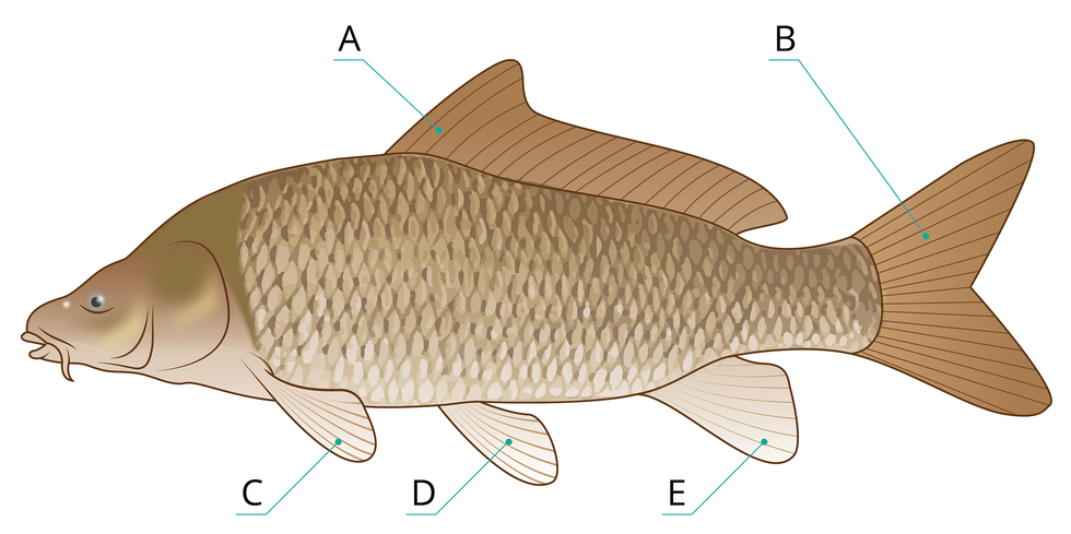 Przyporządkuj literom A–E, oznaczającym płetwy, ich nazwy.