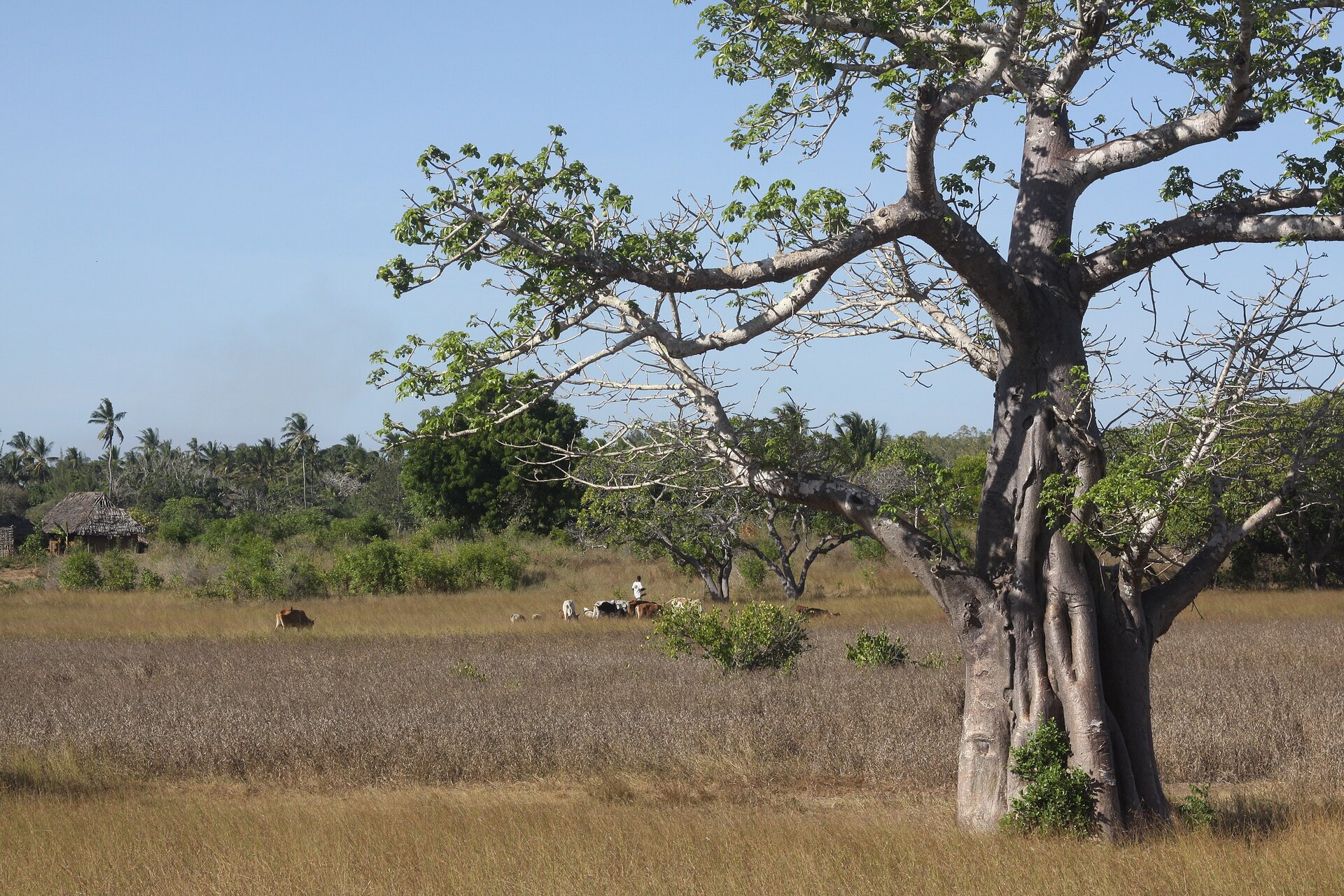 Fotografia. Na pierwszym planie, w prawej części ilustracji, duży baobab. Wokół niego trawy. W oddali ludzie, za nimi drzewa.