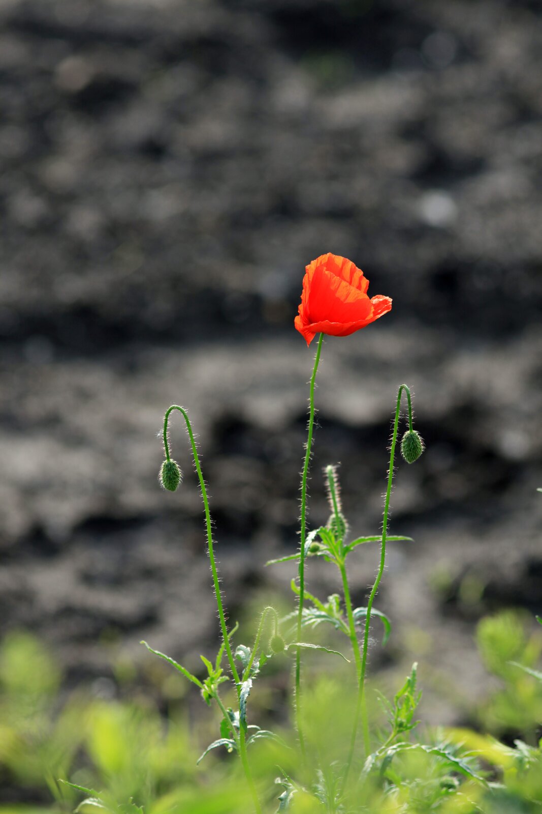 Kolorowe zdjęcie przedstawia kwiat maku. Roślina ma cztery pędy. Na najwyższym znajduje się czerwony kwiatek, pozostałe zakończone są zwisającymi ku ziemi pączkami. Tło jest ciemne, nieostre.