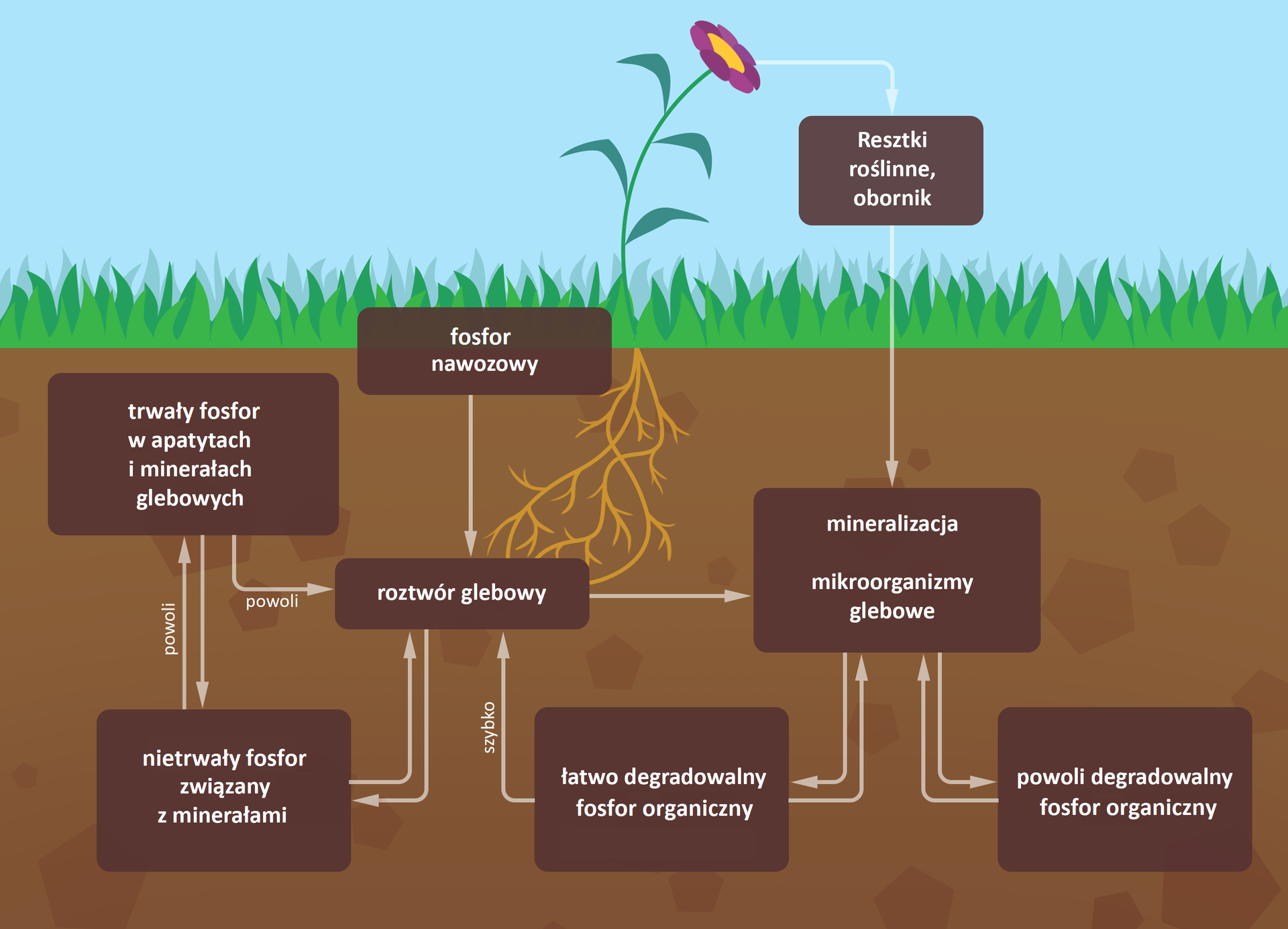 Schemat przedstawia obieg fosforu związany z roślinami. Na ilustracji jest trawa z kwiatkiem i systemem korzeniowym oraz warstwa gleby. Od kwiatka biegnie strzałka w stronę gleby z napisem: resztki roślinne, obornik. Strzałka biegnie do gleby do prostokąta z napisem mineralizacja, mikroorganizmy glebowe. Od tego napisu są strzałki skierowane w dwie strony do następujących opisów: powoli degradowalny fosfor organiczny oraz łatwo degradowalny fosfor organiczny. Do prostokąta z napisem mineralizacja i mikroorganizmy glebowe prowadzi strzałka od napisu roztwór glebowy, który powstał w wyniku fosforu nawozowego. Na granicy trawy i gleby jest prostokąt z napisem: fosfor nawozowy. Od niego biegnie strzałka do napisu roztwór glebowy. Od roztworu glebowego są strzałki skierowane w dwie strony do napisu: nietrwały fosfor związany z minerałami. Od tego napisu są strzałki skierowane w dwie strony w górę schematu gleby z napisem: trwały fosfor w apatytach i minerałach glebowych. Przy strzałce skierowanej w górę ilustracji jest napis: powoli. Od trwałego fosforu jest strzałka z napisem powoli do roztworu glebowego. Do roztworu wodnego prowadzi strzałka z napisem: szybko od prostokąta z napisem: łatwo degradowalny fosfor organiczny.