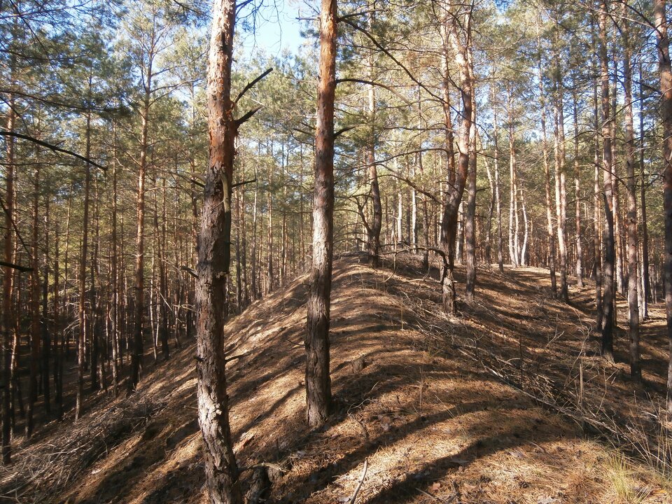Zdjęcie ukazuje fragment lasu sosnowego. Na zdjęciu jest niskie wzniesienie w kształcie wału. Rosną na nim drzewa. Podłoże pozbawione jest trawy. Leżą na nim igły i szyszki z drzew.  