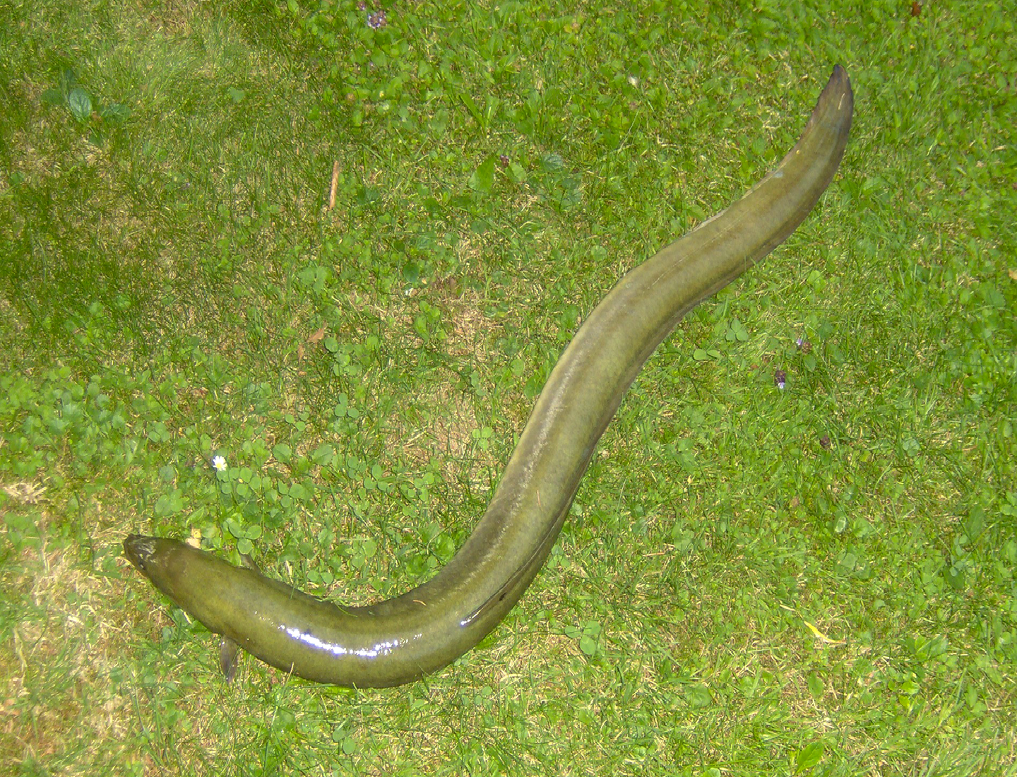 Zdjęcie węgorza na trawie. Ryba ma ciało wąskie i długie. Po lewej stronie widać głowę z parą oczu. Ciało węgorza jest wilgotne i pokryte śluzem, pozbawione łusek.