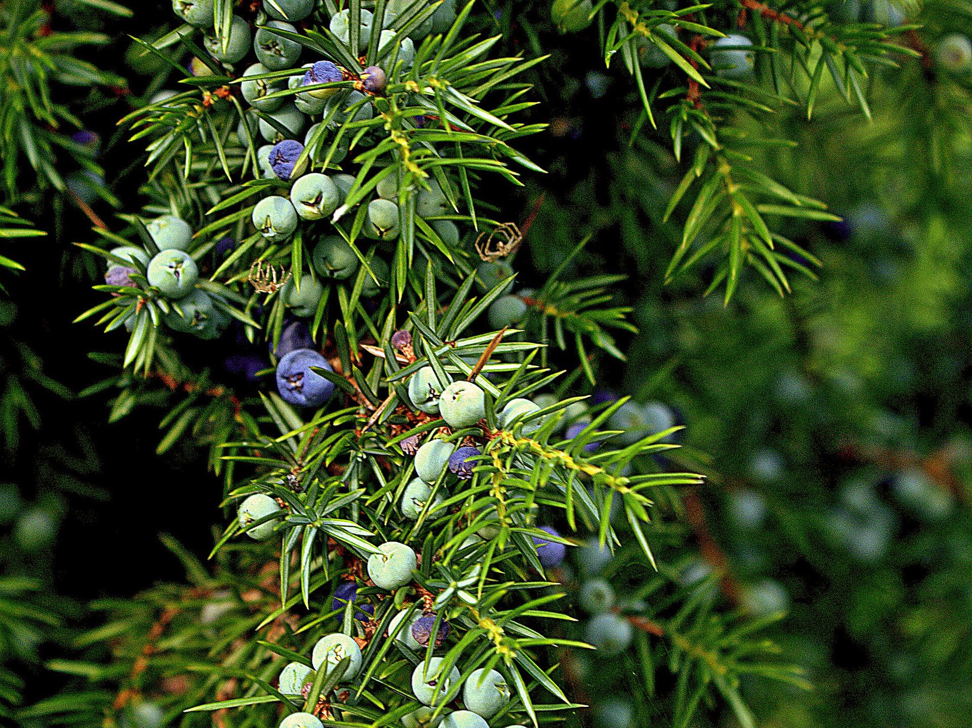 Fotografia przedstawia pęd jałowca z wieloma niebieskimi kwiatostanami zwanymi szyszkojagodami. Są okrągłe i wyrastają pomiędzy igłami z fioletowo‑brązowego, mocno rozgałęzionego pędu. Liście – igły – krótkie, grube, ostre, gęsto ułożone na gałązkach.