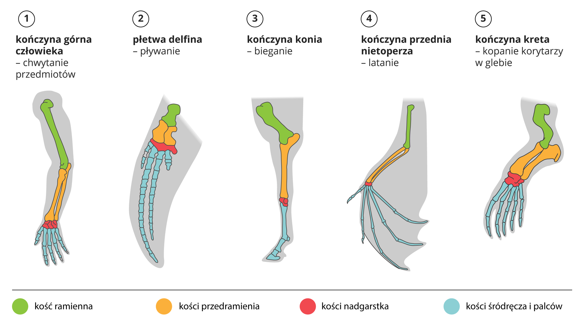 Ilustracja przedstawia schematyczne rysunki narządów o wspólnym pochodzeniu, pełniących różne funkcje. Są to kończyny przednie, przedstawione jako szare sylwetki. W nich znajdują się kości w różnych kolorach. Kość ramienna jest zielona, kości przedramienia żółte, kości nadgarstka czerwone a kości śródręcza i palców niebieskie. Nad rysunkiem widać nazwę gatunku oraz funkcję przedniej kończyny. U człowieka ręka służy do chwytania przedmiotów. Z tego powodu ma długą kość ramienną i długie kości przedramienia. U delina kończyna przednia jest przekształcona w płetwę do pływania. Kości ramienna i przedramienne są mocno zredukowane. Są niewiele większe niż kości nadgarstka. Rozbudowane są za to kości palców. To one tworzą płetwę. Najdłuższy jest palec środkowy i serdeczny. Kości kciuka nie widać. U konia kończyna przednia służy do biegania. Posiada ona grubą kość ramienną, długie kości przedramienne złączone razem oraz małe kości nadgarstka. U konia mocno wydłużone są kości śródręcza. Koń posiada tylko palec środkowy. To na nim opiera się cała kończyna, reszta palców zanikła. Kończyna przednia nietoperza służy do latania. Kości ramienna, przedramienne, śródręcza i palców są bardzo wydłużone, to one tworzą skrzydło. Przednia kończyna kreta służy do kopania. Kości nie są zbyt długie, jednak grube. Bardzo rozbudowany jest łokieć kreta, wystaje mocno poza obręb kości ramiennej. Kości śródręcza i palców są nieco wydłużone, aby stworzyć powierzchnię do kopania.