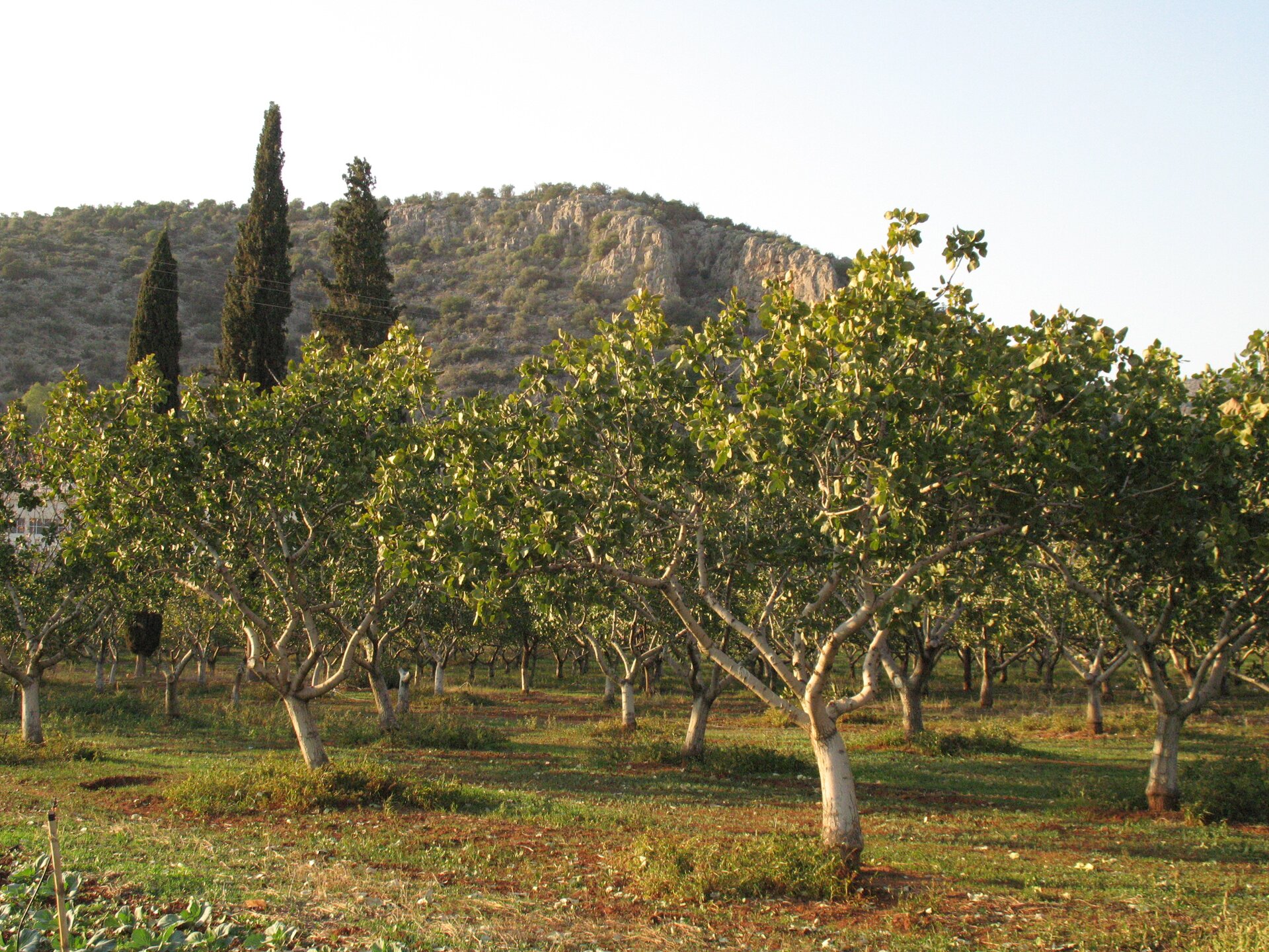 Na zdjęciu sad drzew pistacjowych. Są kilkumetrowej wysokości, z pnia o szerokości około trzydziestu centymetrów na wysokości około metra wyrasta po kilka cieńszych gałęzi, które u góry kończą się drobnymi gałązkami pokrytymi gęsto zielonymi liśćmi.