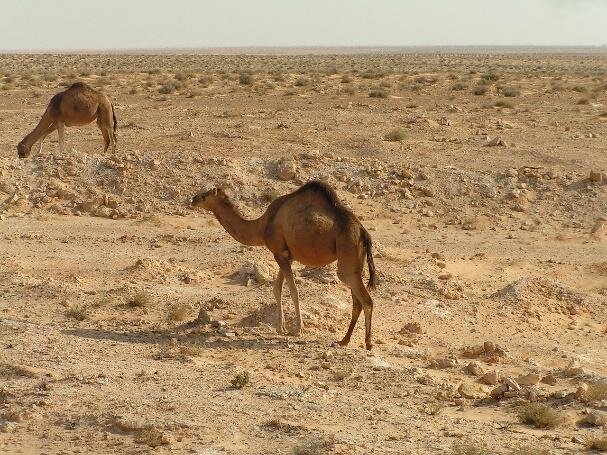 Na zdjęciu dwa wielbłądy jednogarbne chodzące po skalistej pustyni. Jeden z nich szuka źdźbeł trawy, która gdzieniegdzie wyrasta rzadkimi kępkami.