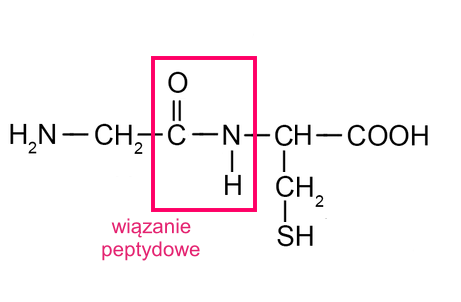 Ilustracja przedstawia wzór związku. Wzór ma strukturą liniową. N indeks dolny dwa koniec indeksu dolnego H, wiązanie pojedyncze, C H indeks dolny dwa koniec indeksu dolnego, wiązanie pojedyncze prowadzi dowiązania peptydowego: C wiązanie podwójne O, wiązanie pojedyncze N H, koniec wiązania peptydowego, wiązanie pojedyncze, C H wiązanie pojedyncze w dół C H indeks dolny dwa koniec indeksu dolnego, wiązanie pojedyncze, S H, powrót do struktury liniowej, wiązanie pojedyncze C O O H. Zapis sumaryczny: N H indeks dolny dwa koniec indeksu dolnego C H indeks dolny dwa koniec indeksu dolnego C O N H C H C H indeks dolny dwa koniec indeksu dolnego S H C O O H. 