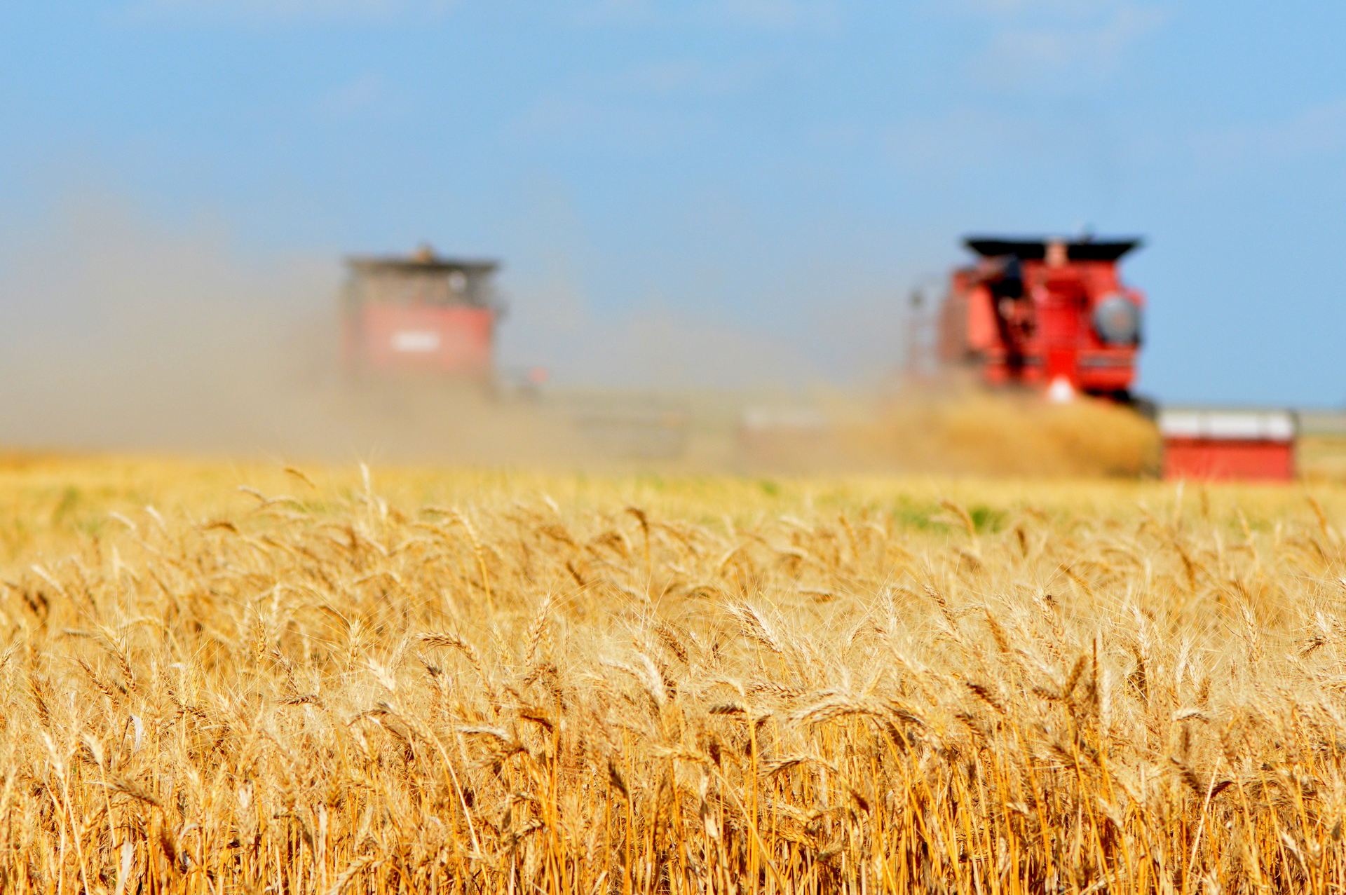 Galeria fotografii prezentuje sposoby zagospodarowania stepów. Pierwsza fotografia przedstawia pole dojrzałej pszenicy na Ukrainie, na którym dwa kombajny zbierają plony. 