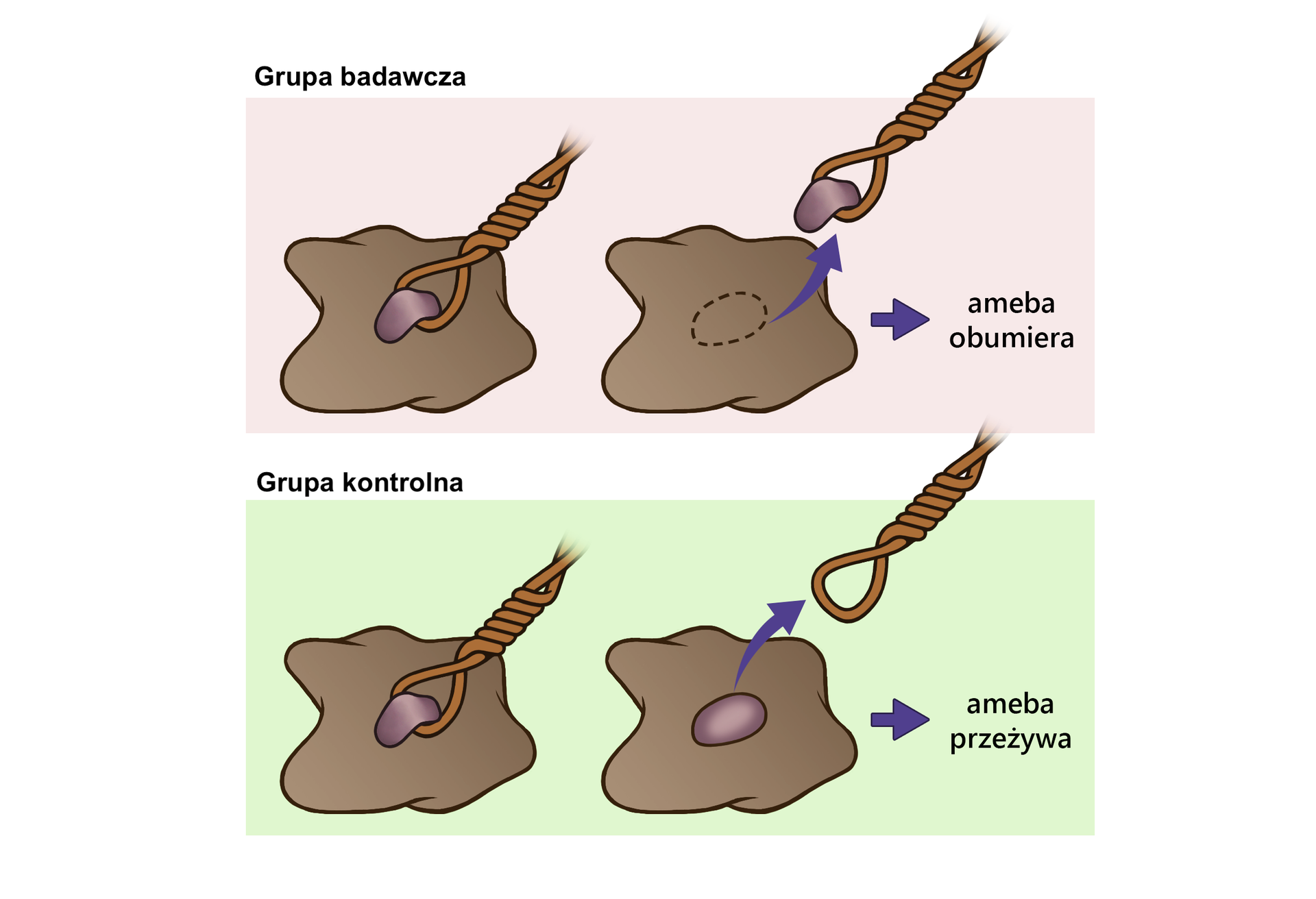 Ilustracja przedstawia grupę badawczą (u góry) i grupę kontrolną (u dołu). W grupie badawczej za pomocą mikropętli usunięto jądro komórkowe z ciała ameby. W prawo fioletowa strzałka. Ameba obumiera. W grupie kontrolnej nie usunięto jądra komórkowego. W prawo strzałka. Ameba przeżywa.