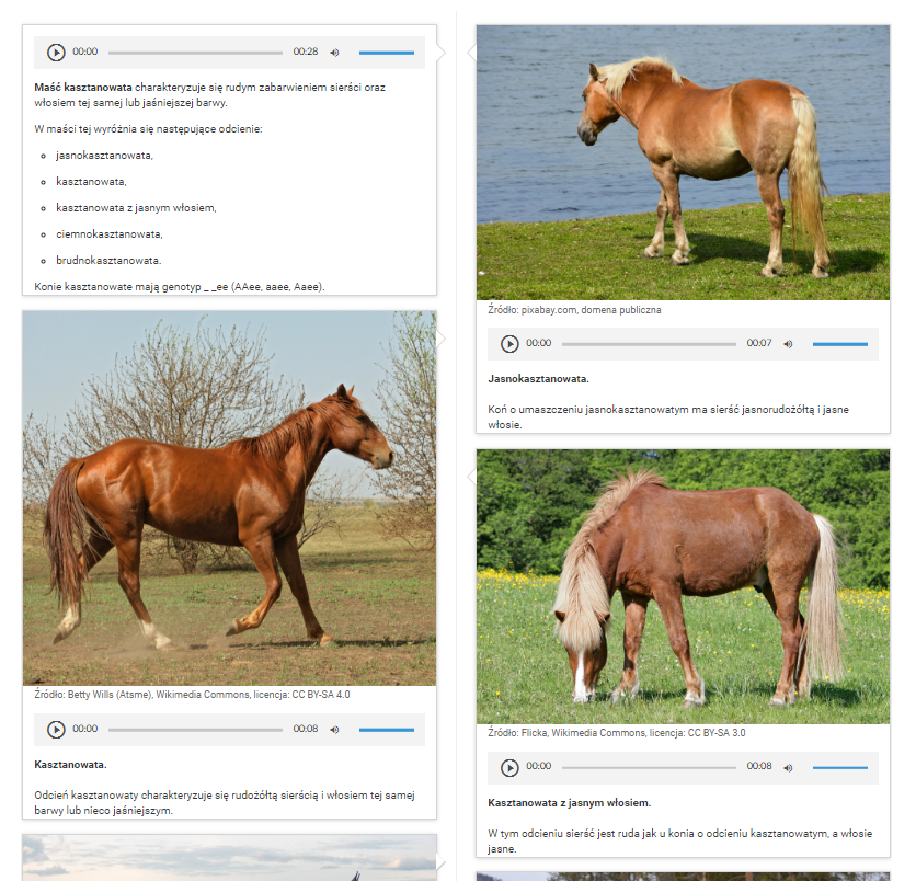 Ilustracja przedstawia planszę z galerii zdjęć. Są to cztery prostokątne kafelki. Na każdym z nich znajdują się określenie maści konia i dodatkowe informacje. Pierwszy kafelek. Maść kasztanowata. Kaszt. Chestnut. Pod tym widoczna jest ramka z napisem: przeczytaj. Drugi kafelek. Kasztanowata. Kaszt. Chestnut. Pod tym widoczna jest ramka z napisem: zobacz. Trzeci kafelek. Jasnokasztanowata. J. kaszt. Light chestnut. Pod tym widoczna jest ramka z napisem: zobacz. Czwarty kafelek. Kasztanowata z jasnym włosiem. Kaszt.j.wł. Sorrel. Pod tym widoczna jest ramka z napisem: zobacz.