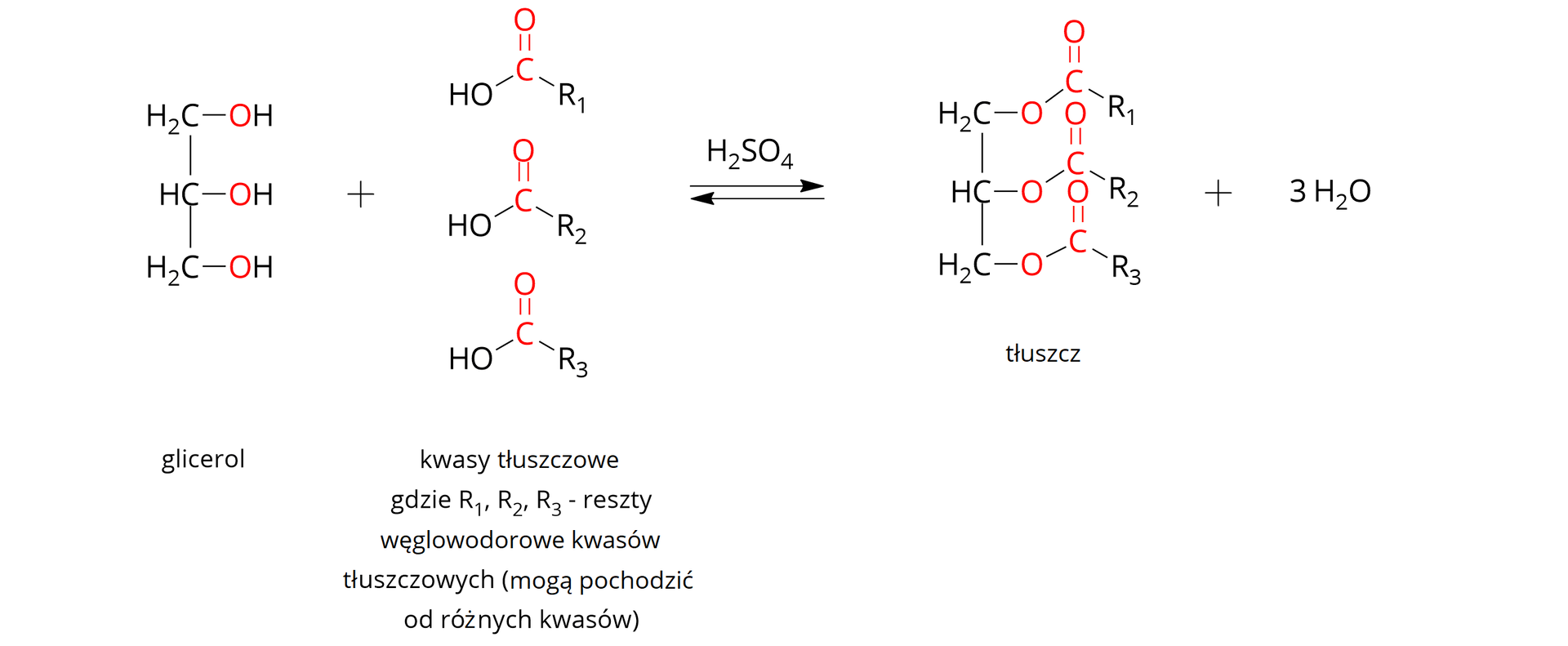Grafika przedstawia równanie reakcji estryfikacji glicerolu z kwasami tłuszczowymi. Cząsteczka glicerolu w obecności kwasu siarkowego sześć reaguje z trzema cząsteczkami kwasu tłuszczowego, dając cząsteczkę tłuszczu oraz trzy cząsteczki wody. W reakcji mogą brać udział trzy różne kwasy tłuszczowe jednocześnie. Przedstawione jest to za pomocą wzorów strukturalnych cząsteczka glicerolu H indeks dolny dwa koniec indeksu dolnego C połączony jest z &lt;math aria‑label="H C"&gt;HC, z kolei &lt;math aria‑label="H C"&gt;HC połączony jest z kolejnym H indeks dolny dwa koniec indeksu dolnego C. Do każdego atomu węgla przyłączona jest grupa &lt;math aria‑label="O H"&gt;O H z zaznaczonym na czerwono tlenem. Plus. Kwasy tłuszczowe. Trzy jednakowe wzory strukturalne umieszczone jeden pod drugim. Od centralnie położonego atomu węgla odchodzi podwójne wiązanie ku górze na końcu którego jest atom tlenu. W lewą stronę od węgla odchodzi wiązanie pojedyncze na końcu którego jest grupa &lt;math aria‑label="O H"&gt;OH. Ostatnim wiązaniem odchodzącym od atomu węgla jest wiązanie pojedyncze na końcu którego znajduje się R, czyli reszta węglowodorowa kwasów tłuszczowych, które mogą pochodzić od różnych kwasów stąd przy każdym R w indeksie dolnym jest inna liczba (od &lt;math aria‑label="jednego"&gt;1 do &lt;math aria‑label="trzech"&gt;3). Węgiel jak i wiązanie podwójne z tlenem na końcu jest zaznaczone kolorem czerwonym. Podwójne strzałki, górna w prawo dolne w lewo. Nad strzałkami H indeks dolny dwa koniec indeksu dolnego &lt;math aria‑label="S O"&gt;SO indeks dolny cztery, koniec indeksu dolnego cztery. Wzór strukturalny cząsteczki tłuszczu. H indeks dolny dwa koniec indeksu dolnego C połączony jest z &lt;math aria‑label="H C"&gt;HC z kolei &lt;math aria‑label="H C"&gt;HC połączony jest z kolejnym H indeks dolny dwa koniec indeksu dolnego C. Każdy atom węgla połączony jest z kwasem tłuszczowym za pomocą atomu tlenu, czyli od atomów węgla odchodzi wiązanie pojedyncze, atom tlenu, wiązanie pojedyncze, atom węgla, wiązanie podwójne atom tlenu, od atomu węgla odchodzi dodatkowo jeszcze jedno wiązanie pojedyncze na końcu którego jest odpowiednia reszta węglowodorowa kwasów tłuszczowych. Plus. Trzy cząsteczki wody.