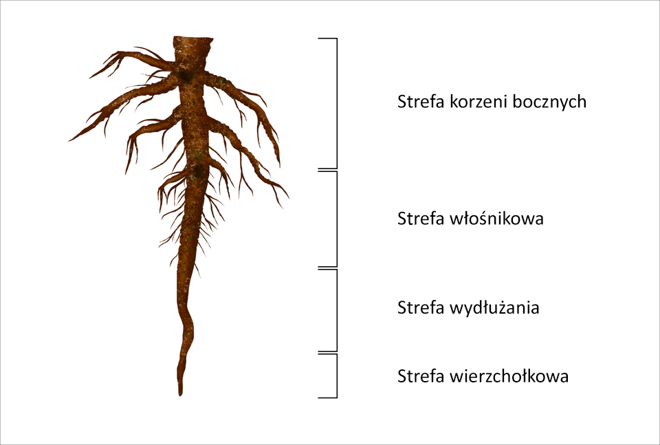 Ilustracja przedstawia strefy korzenia. Na rysunku widoczny jest korzeń główny wraz z licznymi, mniejszymi korzonkami wyrastającymi z korzenia głównego w jego górnej części. Strefa wierzchołkowa znajduje się w najniższej części korzenia. Strefa wydłużania znajduje się za stożkiem wzrostu. W niej dochodzi do wydłużania komórek. Strefa włośnikowa to strefa, w której widoczne są już pierwsze krótkie korzenie boczne. Mają one formę włośników, palczastych wypustek zwiększających powierzchnię, którą roślina pobiera wodę z solami mineralnymi. Strefa korzeni bocznych to strefa, gdzie widoczne są już większe boczne korzenie. Znajduje się nad strefą włośnikową. Zwiększająca się powierzchnia korzeni bocznych stabilizuje roślinę w gruncie.