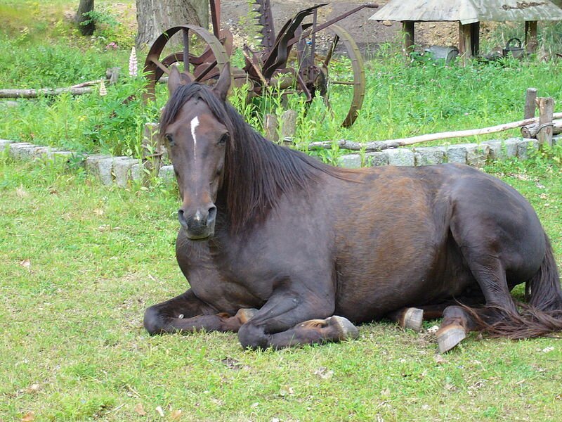 Zdjęcie przedstawia karego konia leżącego na trawie. Sierść pokrywająca tułów zwierzęcia w niektórych miejscach jest brązowa. Koń ma na czole biały, wąski pasek. Grzywa i ogon konia są długie, gęste i ciemne. 