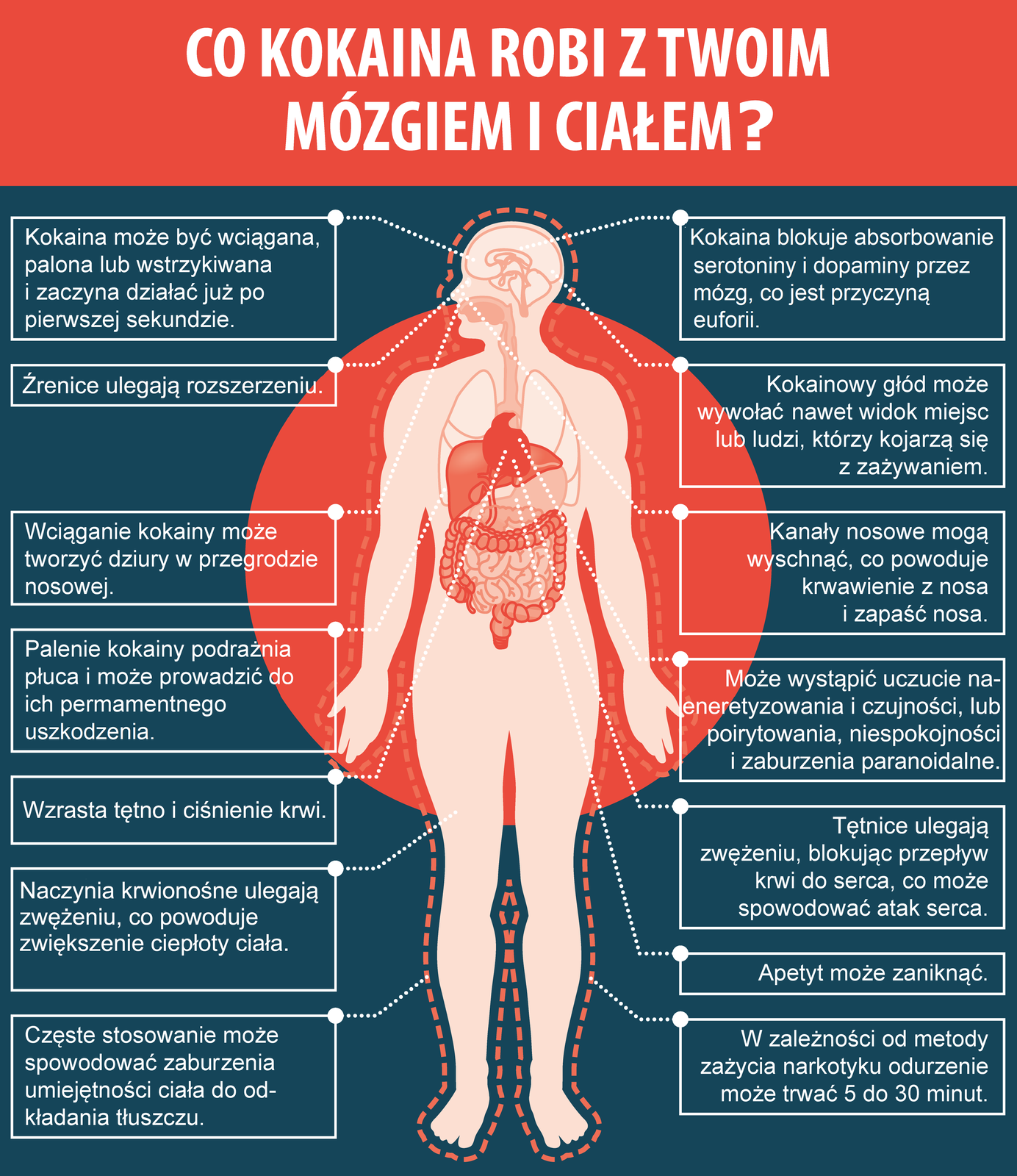 Ilustracja dotycząca wpływu kokainy na organizm człowieka. W środkowej części ciało człowieka z wyszczególnionymi narządami, to znaczy mózgiem, sercem, płucami, wątrobą, żołądkiem, jelitem cienkim i jelitem grubym. 1. Mózg. Kokaina może być wciągana, palona lub wstrzykiwana i zaczyna działać już po pierwszej minucie. Kokaina blokuje wychwyt zwrotny serotoniny i dopaminy przez mózg, co jest przyczyną euforii. Kokainowy głód może wywołać nawet widok miejsc lub ludzi, którzy kojarzą się z zażywaniem. Źrenice się rozszerzają. jest to efekt zwiększenia się poziomu serotoniny w mózgu. 2. Nos. Wciąganie kokainy może tworzyć dziury w przegrodzie nosowej. Kanały nosowe mogą wyschnąć, co powoduje krwawienie z nosa i zapaść nosa. 3. Serce. Tętno i ciśnienie krwi wzrasta. Tętnice ulegają zwężeniu, blokując przepływ krwi do serca, co może spowodować atak serca. Kokaina może spowodować wzrost czujności, przypływ energii lub poirytowanie, niepokój, a także może wprowadzić w stan paranoidalny. Uczucie ciepła wywołane zwężeniem naczyń krwionośnych. 4. Płuca. Palenie kokainy podrażnia płuca i może prowadzić do ich permanentnego uszkodzenia. 5. Układ pokarmowy. Kokaina może prowadzić do zaniku apetytu, a także do zaburzenia zdolności organizmu do gromadzenia tkanki tłuszczowej. W zależności od metody zażycia narkotyku odurzenie może trwać od pięciu do trzydziestu minut.