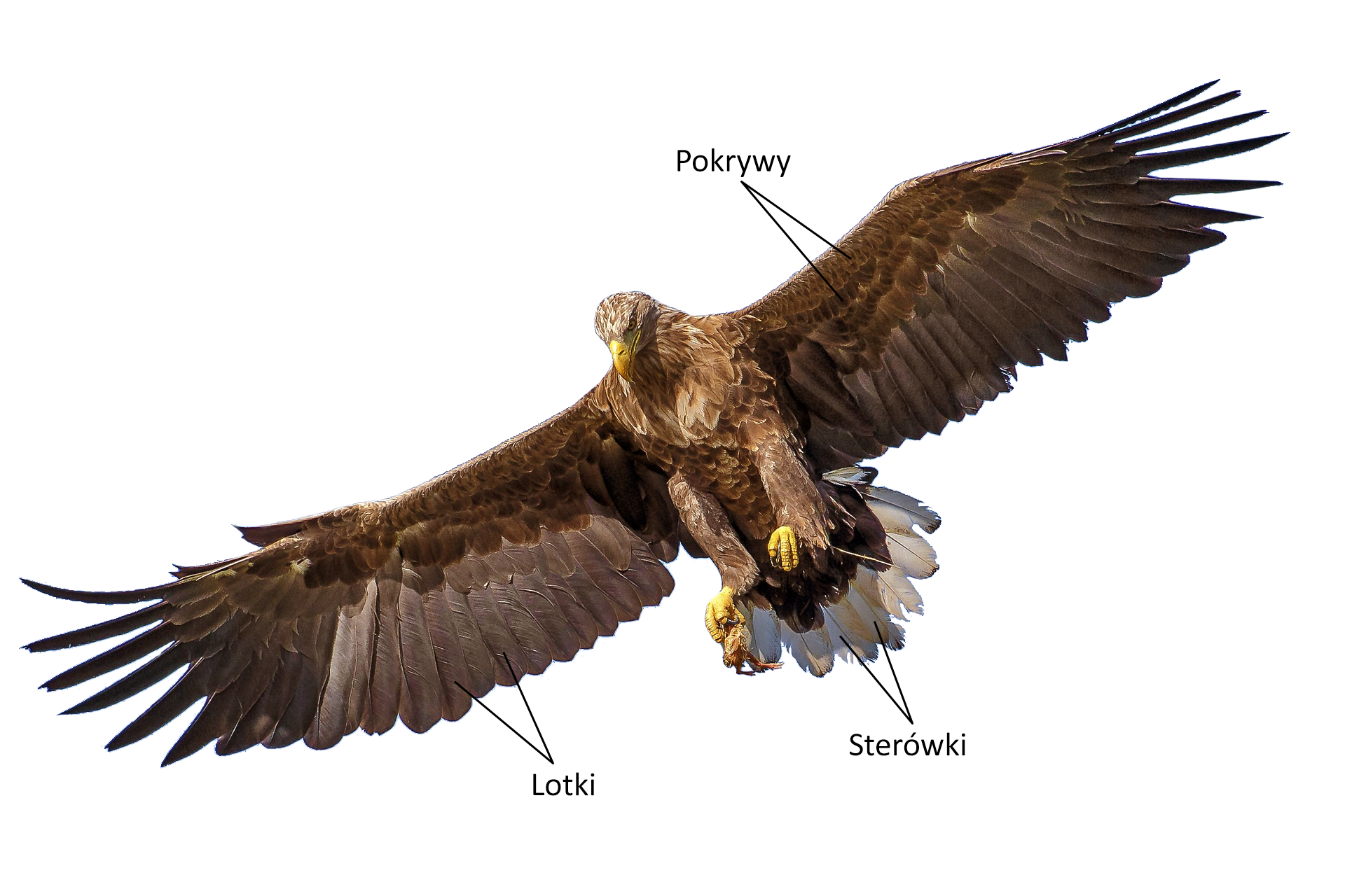 Zdjęcie przedstawia rozmieszczenie piór na ciele ptaka na przykładzie orła. Widoczny jest brązowo upierzony orzeł w locie. Ma szeroko rozłożone skrzydła. W przedniej części skrzydeł widoczne są pióra pokrywowe, a tylnej części skrzydeł znajdują się długie lotki. Na ogonie znajdują się sterówki. Dziób i nogi orła są żółte.