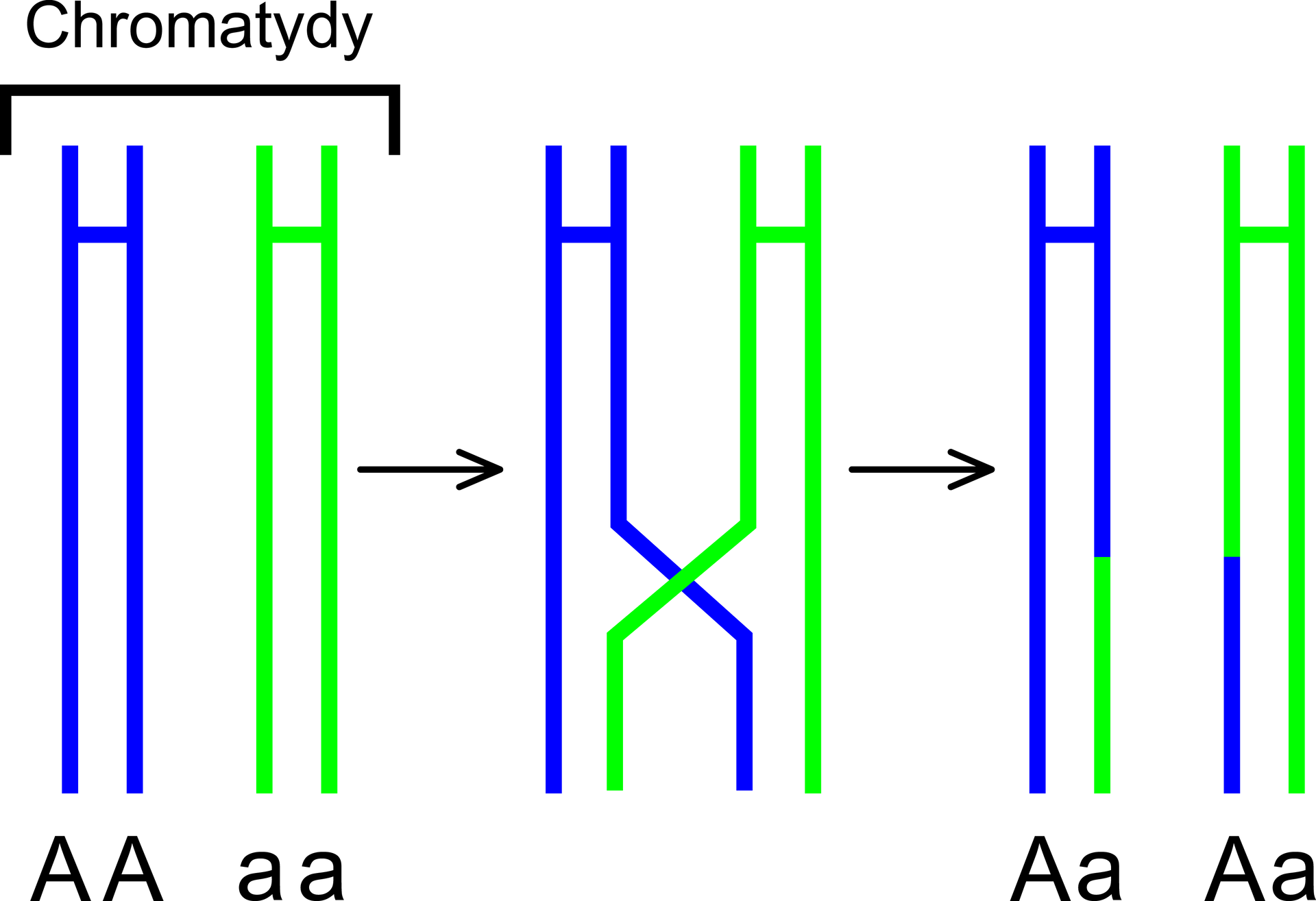 Schemat przedstawia przebieg procesu crossing‑over. Na pierwszej ilustracji znajdują się dwie chromatydy, jedna w kształcie litery H w kolorze niebieskim oznaczona jako duże A, duże A oraz druga w kształcie litery H w kolorze zielonym oznaczona jako małe a, małe a, które wymieniają się informacją genetyczną. Na drugiej ilustracji wewnętrzne ramiona chromatyd w kształcie litery H krzyżują się, Efektem tego procesu jest powstanie dwóch chromatyd duże A, małe a – dół pierwszej chromatydy w kształcie litery H w kolorze niebieskim ma kolor zielony, dół drugiej chromatydy w kształcie litery H w kolorze zielonym przyjmuje kolor niebieski. 