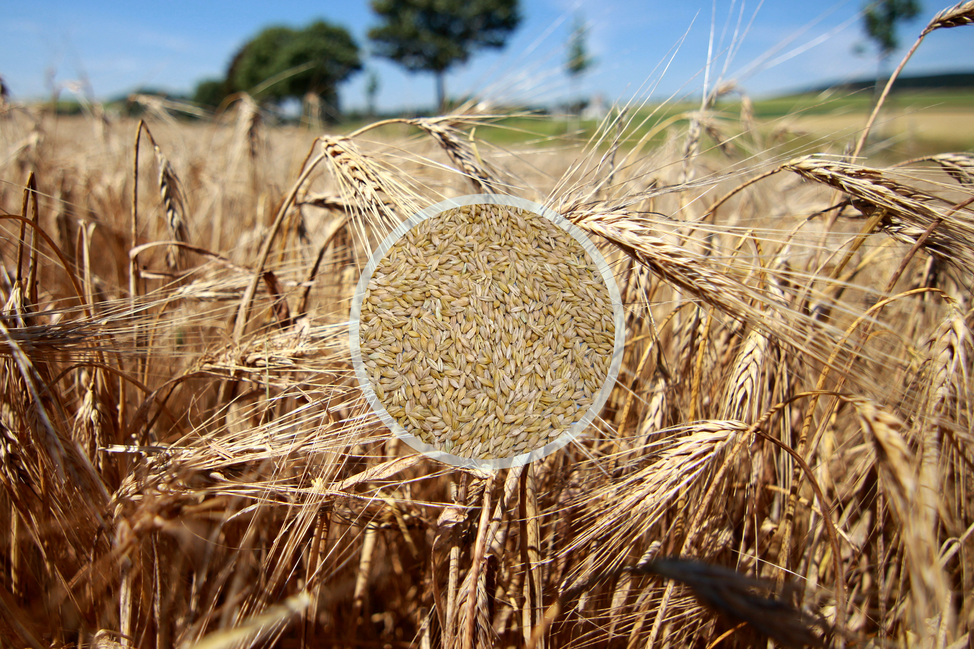 Fotografia przedstawia łan jęczmienia. Ukazano pochylone, wydłużone kłosy z nasionami. W centrum nałożone zbliżenie wąskich, drobnych ziaren. W tle drzewa na miedzy.