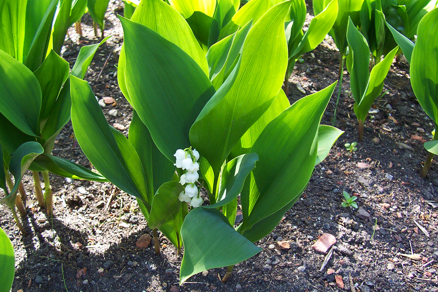 Fotografia prezentuje grono z białymi kwiatami konwalii majowej oraz jej zielone lancetowate liście. Kwiaty konwalii to dzwoneczki.