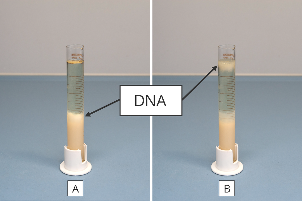 Dwie fotografie ilustrują wynik obserwacji, polegającej nawytrąceniu DNA owocu kiwi. Obie fotografie na niebieskim tle są połączone dużym kwadratem z napisem DNA. Na każdej fotografii znajduje się w zbliżeniu probówka z przezroczystym płynem. W nim w probówce z lewej na dole zebrał się różowy, kłaczkowaty osad, wskazany jako DNA. W probówce z prawej różowy osad DNA znajduje się na dole próbówki oraz przy powierzchni płynu.