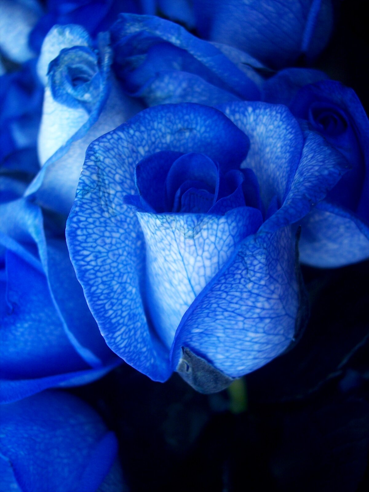 Fotografia przedstawia zbliżenie kilku kwiatów róży o intensywnie niebieskim kolorze. Do jej komórek wprowadzono gen odpowiedzialny za produkcję substancji, nadającej płatkom niebieską barwę.