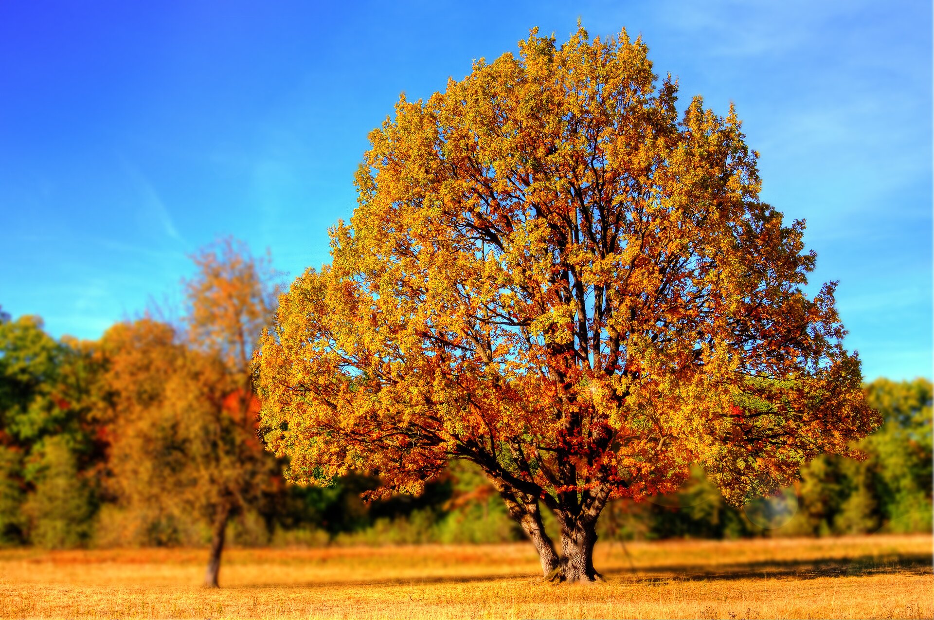 Fotografia prezentuje drzewa liściaste jesienią. Na pierwszym planie duże, rozłożyste, samotne drzewo z żółtymi, brązowymi i zielonymi liśćmi. W tle widoczne drzewa liściaste w podobnych kolorach.