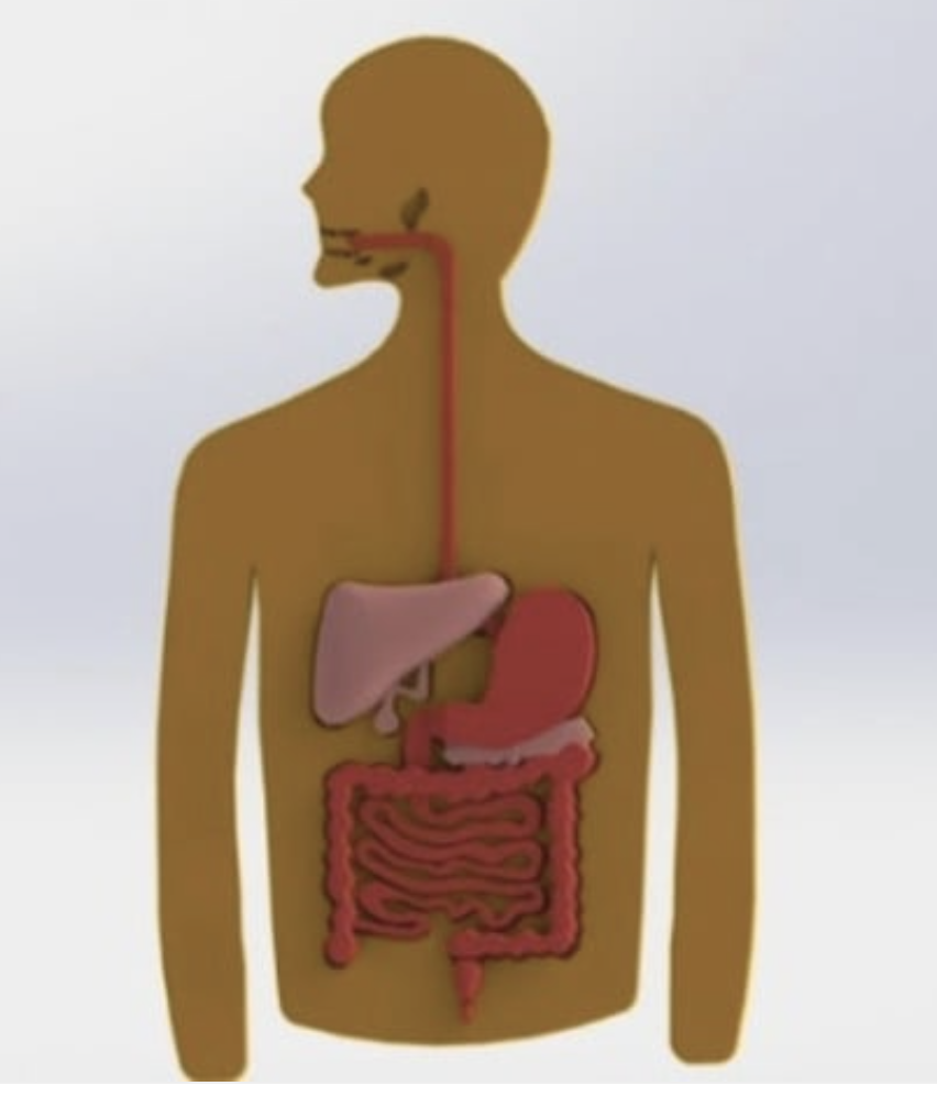 Zarysowana postać ludzka pokazana od głowy do pasa, patrzy w swoje prawo. Postać jest koloru beżowego. Nie widać żadnych szczegółów poza wybranymi narządami wewnętrznymi. Od zarysowanych na czaro ust, od jamy ustnej odchodzi czerwona linia symbolizująca przełyk, schodzi w dół i dociera do jasnoróżowej wątroby, znajdującej się po lewej stronie. Przewód przechodzi następnie po prawej stronie do żołądka oznaczonego takim samym kolorem czerwonym. Tuż pod żołądkiem znajduje się zaznaczona na jasnoróżowo wąska i płaska trzustka. Żołądek łączy się z zaznaczonym na czerwono jelitem cienkim, które, zakręcając na wysokości brzucha postaci, tworzy falistą linię. Jelito cienkie, po lewej stronie rysunku, łączy się z jelitem grubym, które okala je wędrując w górę pod wątrobę, skręcając w prawo, pod trzustką i schodząc w dół, by na końcu nieznacznie skręcić w lewo. Jelito grube kończy się pogrubioną wypustką: odbytnicą i odbytem. Tło całej ilustracji jest jasnoniebieskie.