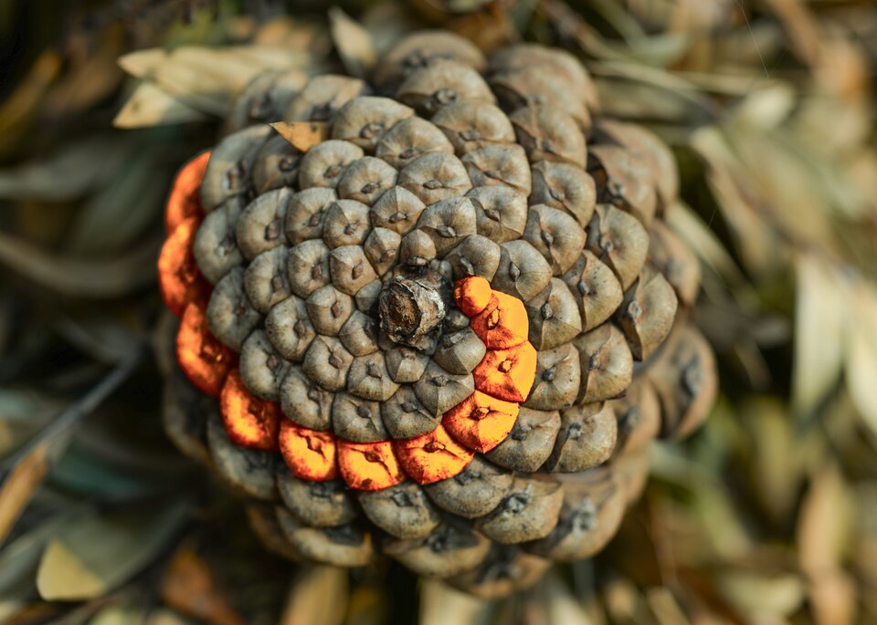 Grafika przedstawia szyszkę drzewa.