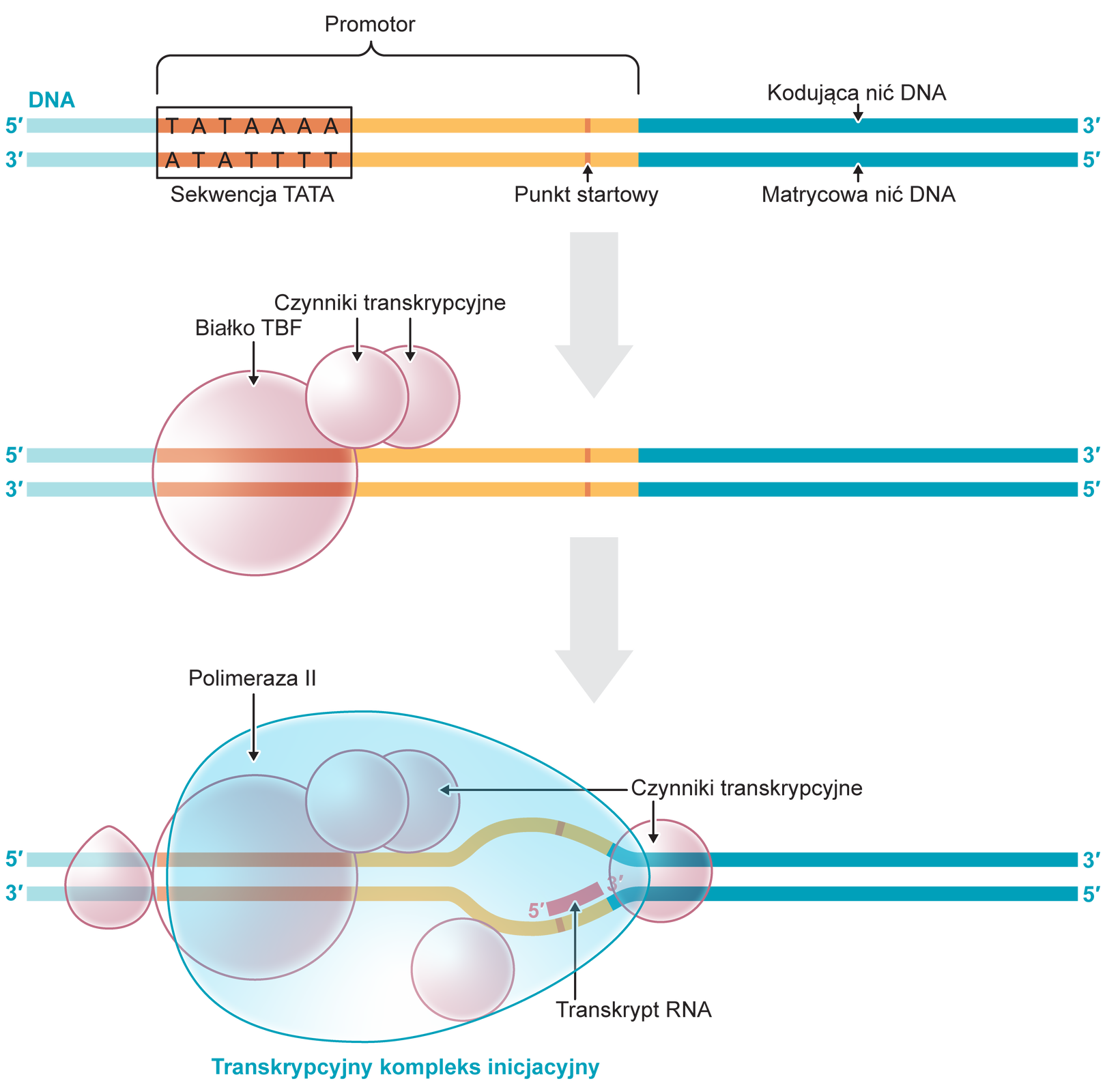 Schemat przedstawia sytuację, kiedy białko TBP, czyli białko wiążące element TATA, rozpoznaje sekwencję TATA i wiąże się z nią, wyznaczając miejsce startu transkrypcji. Na pierwszej ilustracji widoczne są dwie równoległe do siebie linie – górna rozpoczyna się cyfrą 5 indeks górny prim a kończy cyfrą 3 indeks górny prim, dolna rozpoczyna się cyfrą 3 indeks górny prim a kończy cyfrą 5 indeks górny prim. Pierwsza część dwóch równoległych do siebie linii ma kolor jasnoniebieski, dalej linia jest pomarańczowa z sekwencją dużych liter: na górnej linii T, A, T, A, A, A, A, na dolnej linii dużych liter A, T, A, T, T, ,T, T . Dalej linia przyjmuje kolor żółty, bardzo krótki odcinek ma kolor czerwony, dalej znów przyjmuje kolor żółty, kolejna, długa część ma kolor turkusowy. Pomarańczowy odcinek z ciągiem liter, oraz odcinki żółte obejmuje klamra z podpisem: promotor. Górna linia w turkusowej części podpisana jest jako kodująca nić DNA, a dolna jako matrycowa nić DNA. Od tej części prowadzi w dół szeroka, jasnoszara strzałka. Poniżej na ilustracji widoczne są takie same, równoległe do siebie linie jak powyżej. Pomarańczowa część jest teraz bez liter, obejmuje ją okrąg z napisem: białko TBF. Obok, nad liniami znajdują się dwa mniejsze, zachodzące na siebie okręgi podpisane jako czynniki transkrypcyjne. Od tej części prowadzi w dół szeroka, jasnoszara strzałka. Poniżej na ilustracji widoczne są takie same, równoległe do siebie linie jak powyżej. Linie te w miejscu gdzie mają żółty kolor z pomarańczowym fragmentem oddalają się od siebie, wewnątrz tej przestrzeni na dole powstaje czerwona, krótka wstęga z cyfrą 5 indeks górny prim na początku i cyfrą 3 indeks górny prim na końcu. Na niebieskiej części linii znajduje się przestrzeń w kształcie łezki. Przestrzeń od pomarańczowego do turkusowego fragmentu linii obejmuje duże, półprzezroczyste, owalne pole, wewnątrz którego, poniżej żółtej części widnieje niewielki okrąg. Jest on podpisany jako transkrypcyjny kompleks inicjacyjny. Taki sam niewielki okrąg łączy się z owalną przestrzenią na początku turkusowej części linii, jest on podpisany wraz z dwoma okręgami nad żółtymi częściami linii jako czynniki transkrypcyjne.
