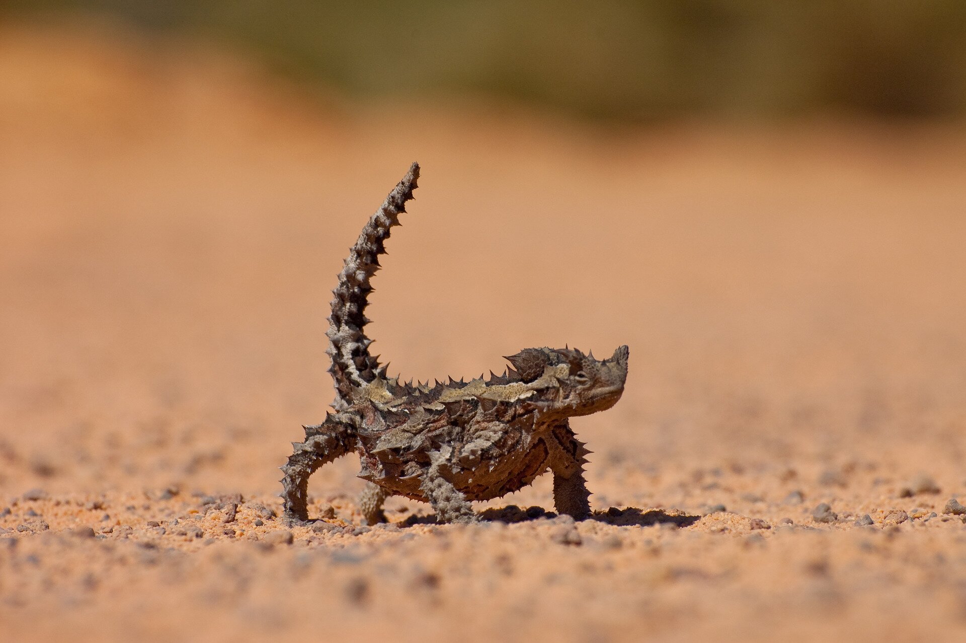 Fotografia druga prezentuje jaszczurkę na piasku widoczną od przodu. Jaszczurka jest kilkunastu centymetrów długości. Ma ciało pokryte łuskami podobnymi do kolców.