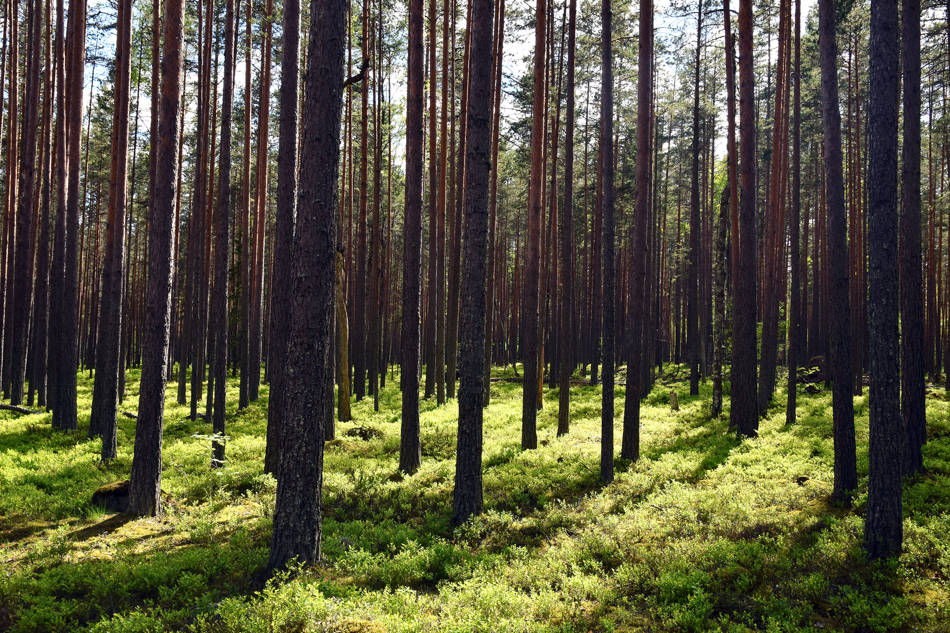 Zdjęcie prezentuje las sosnowy gęsto obsadzony dorosłymi już drzewami w słoneczny dzień. Pod drzewami rosną niskie krzewy oraz mchy.