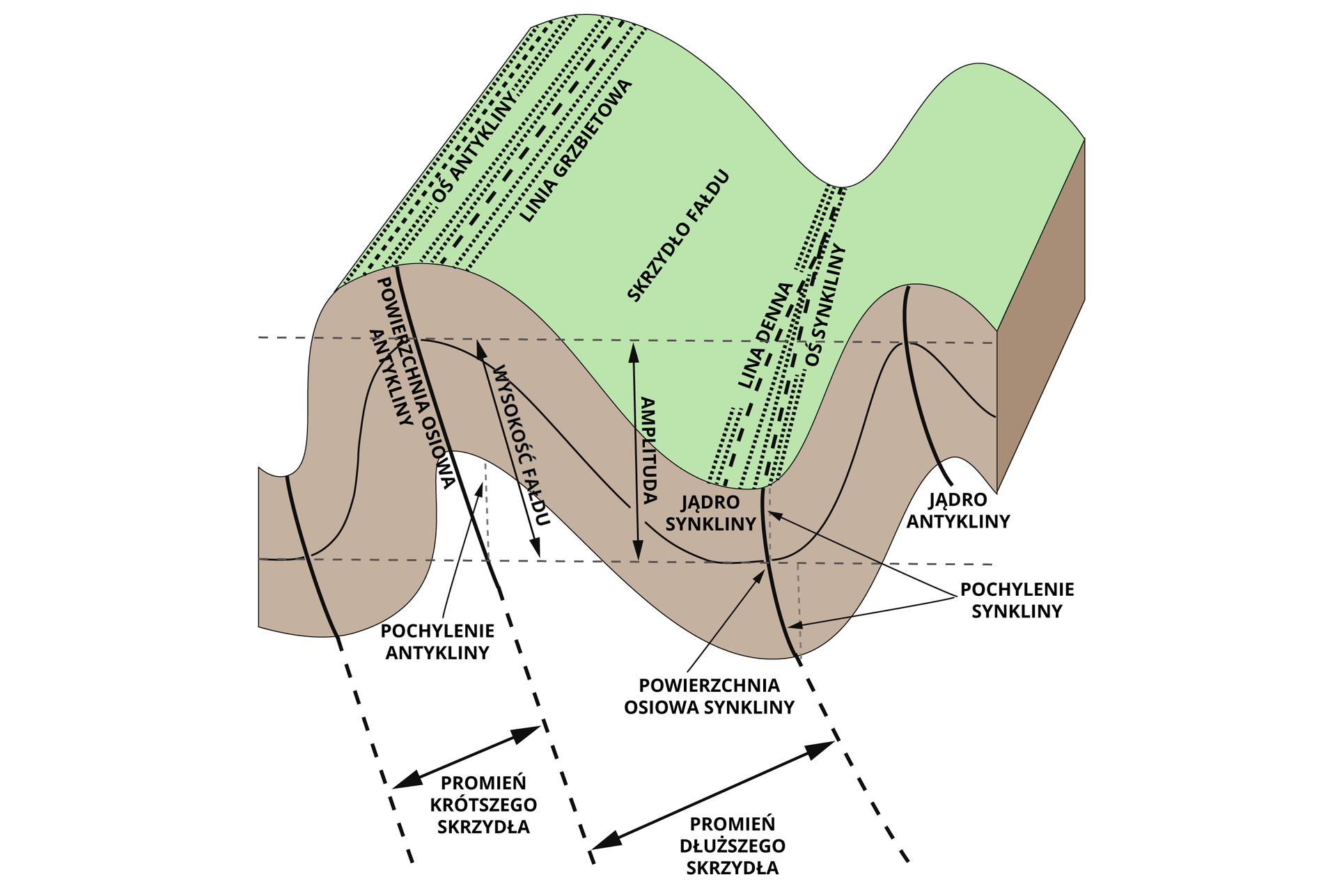 Schemat przedstawiający elementy fałdu. Na ilustracji jest fałd stojący z zaznaczoną pewną grubością. Opisano oś antykliny (wypukłego fałdu) oraz oś synkliny (wklęsłego fałdu) - to prosta biegnąca wzdłuż największego przegięcia przegubu fałdu. Na szczycie antykliny zaznaczono linię grzbietową - to prosta łącząca najwyższe punkty biegnące wzdłuż antykliny. Przy synklinie zaznaczono analogicznie linię denną. Pomiędzy antykliną a synkliną jest skrzydło fałdu - czyli zapadająca się część fałdu. Oprócz części zewnętrznej, którą jest skrzydło, jest część wewnętrzna zwana jądrem. Podstawowymi elementami opisowymi fałdu są: położenie skrzydeł, osi i powierzchni osiowych oraz promień i amplituda. Amplituda to różnica wysokości między przegubem antykliny a przegubem sąsiedniej synkliny. Promień fałdu stanowi odległość między powierzchnią osiową antykliny a powierzchnią osiową synkliny (pionową), mierzona jest w płaszczyźnie poziomej. Na schemacie zaznaczono także wysokość fałdu, czyli odległość między przegubem synkliny i antykliny, która jest mierzona mniej więcej wzdłuż powierzchni osiowej fałdu.