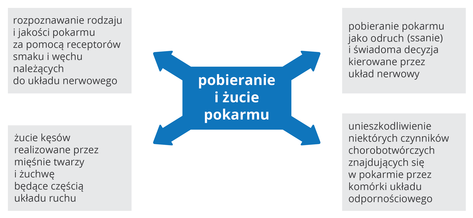 Schemat blokowy. W środku zapis pobieranie i żucie pokarmu, od którego odchodzą 4 strzałki. Prowadzą one do napisów: rozpoznawanie rodzaju i jakości pokarmu za pomocą receptorów smaku i węchu należących do układu nerwowego; żucie kęsów realizowane przez mięśnie twarzy i żuchwę będącą częścią układu ruchu; pobieranie pokarmu jako odruch (ssanie) i świadoma decyzja kierowane przez układ nerwowy; unieszkodliwienie niektórych czynników chorobotwórczych znajdujących się w pokarmie przez komórki układu odpornościowego.