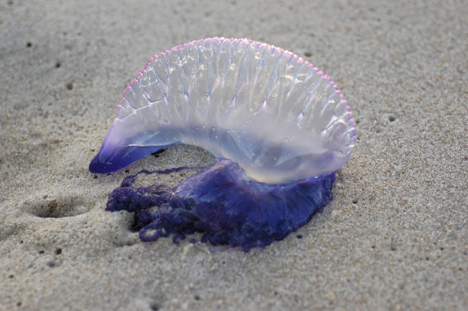 Na zdjęciu widnieje żeglarz portugalski będący przykładem tkankowca. Wygląda jak przezroczysty, długi kształt posiadający na grzbiecie pofałdowany grzebień w kolorze różowym i fioletowym. Znajduje się na piaszczystej plaży.
