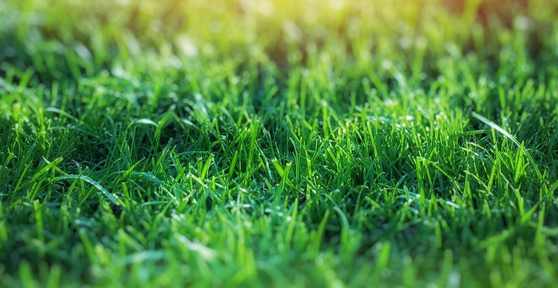 Zdjęcie przedstawia zbliżenie na trawę.