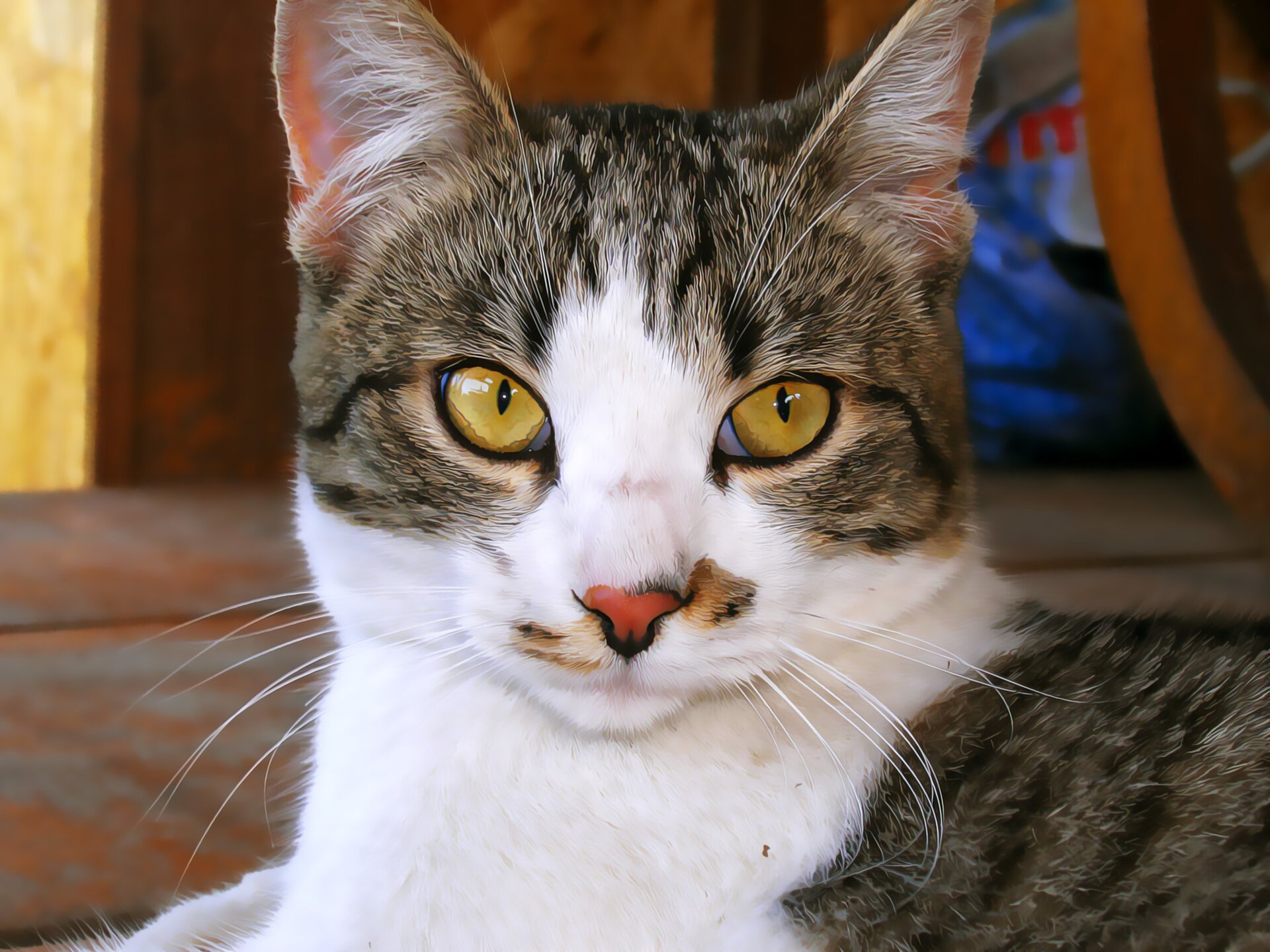 Zdjęcie przedstawia żółtookiego kota z jasno‑różowym nosem. Jego szara sierść jest pręgowana, z białymi łatami. Z pyszczka wyrastają długie, białe wibrysy.