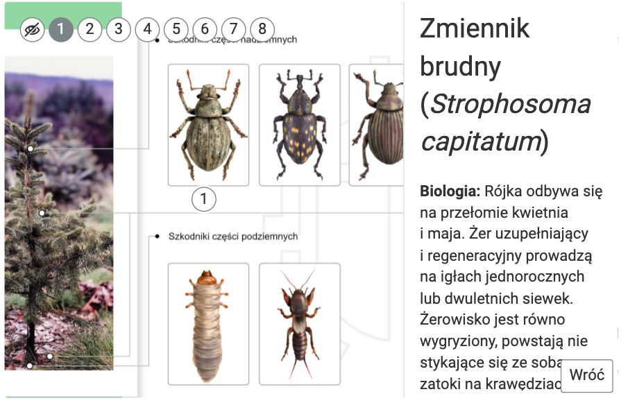 Zdjęcie przedstawia przykładową infografikę z rozwiniętym opisem punktu pierwszego. Na tle planszy głównej z drzewem iglastym i ilustracji przedstawiającej szkodniki z różnych fazach rozwoju znajduje się opis punktu pierwszego, który rozwija się po prawej stronie infografiki. Umieszczony jest tu opis dotyczący jednego gatunków szkodników: Zmiennik brudny (stophosoma capitarium) Biologia: Rójka odbywa się na przełomie kwietnia i maja. Żer uzupełniający i regeneracyjny prowadzą na igłach jednorocznych lub dwuletnich siewek. Żerowisko jest równo wygryzione, powstają nie stykające się ze sobą zatoki na krawędziach.