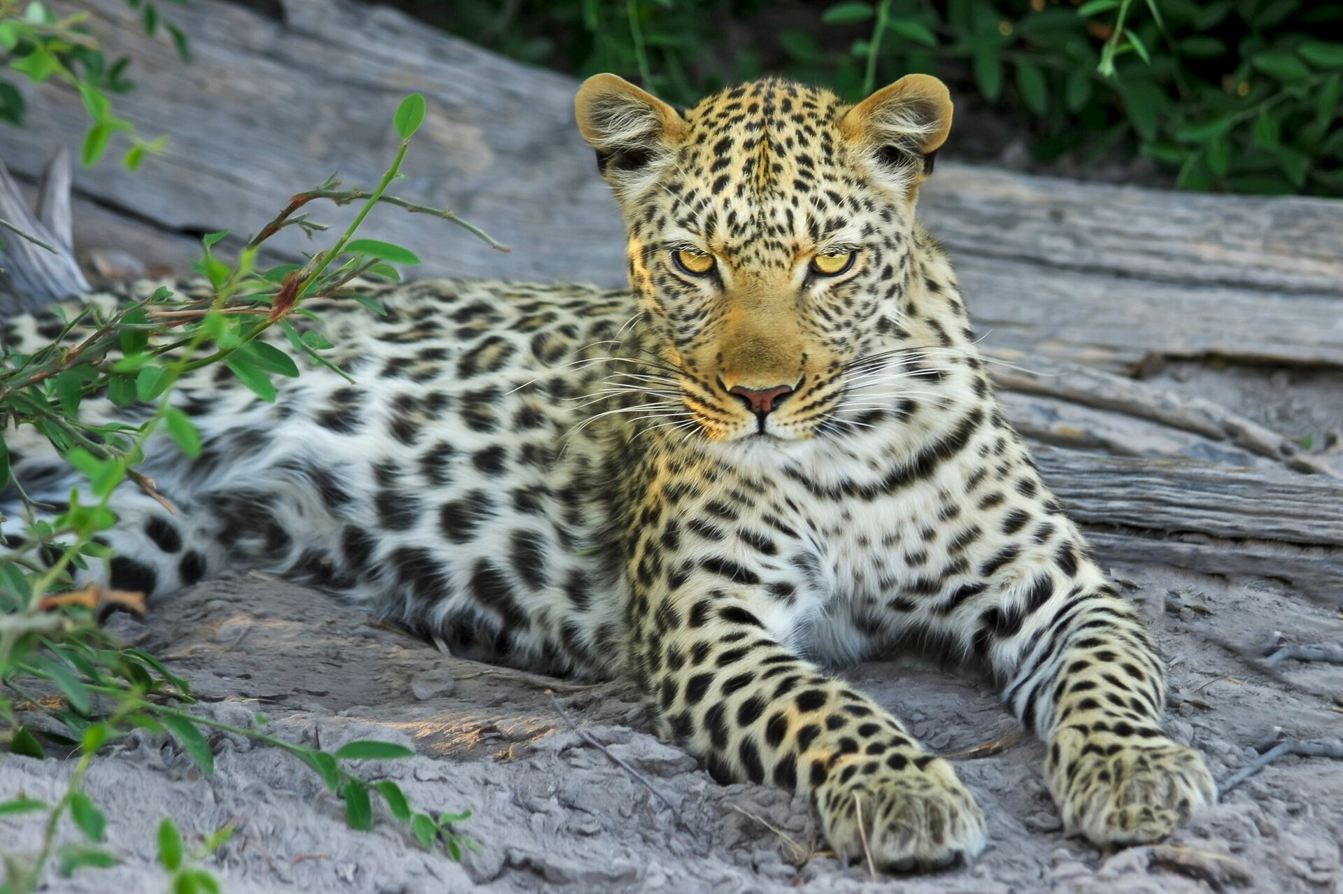 Zdjęcie przedstawia lamparta.