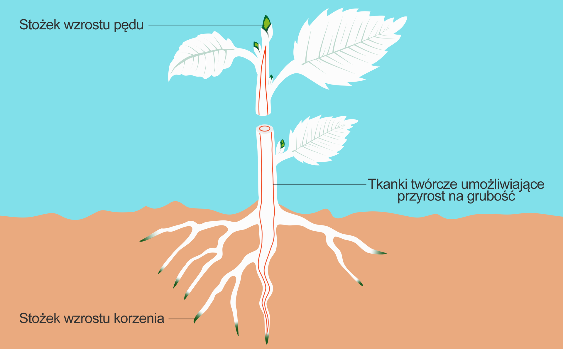 Skórka Pędu I Skórka Korzenia Należą Do Tkanek
