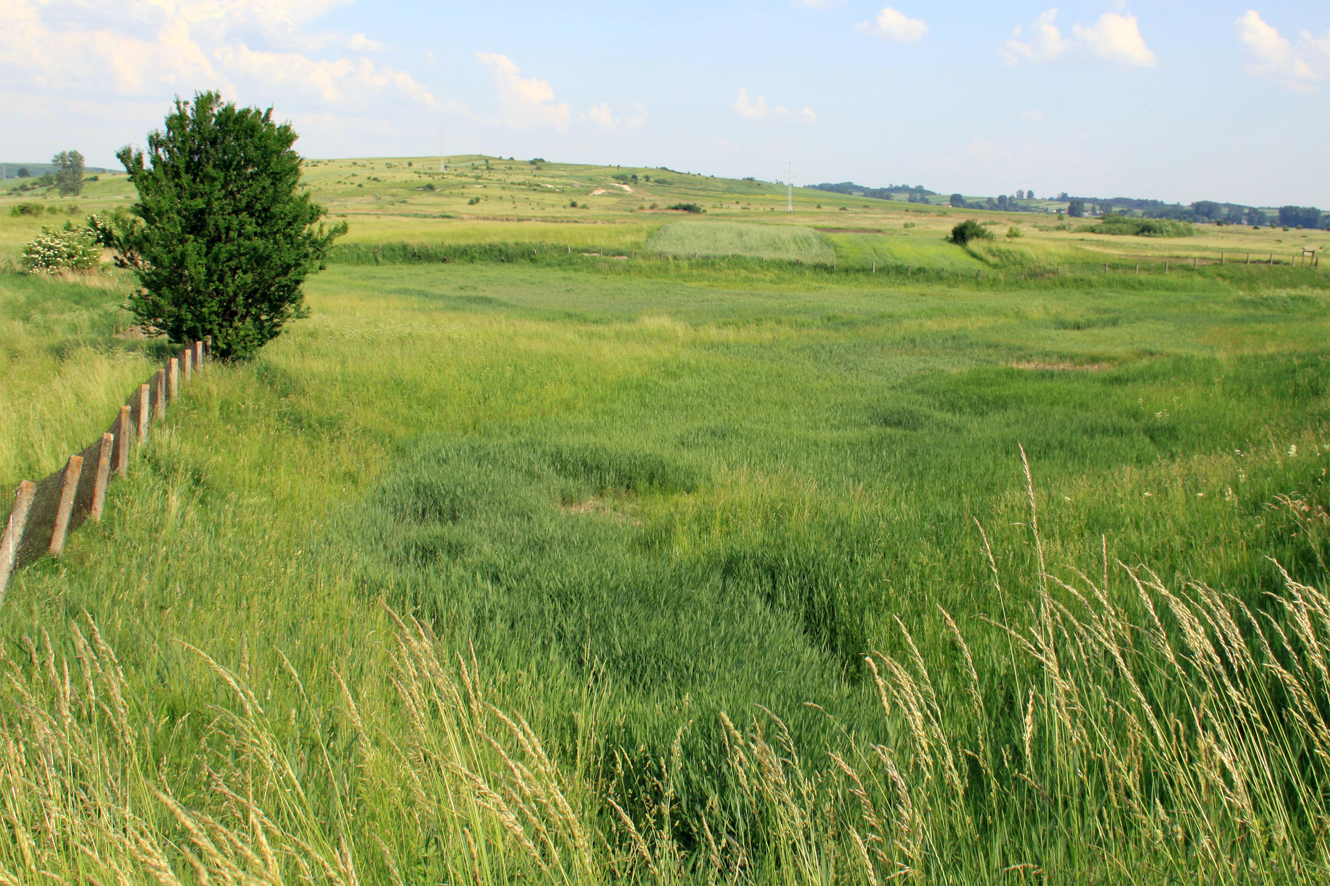 Fotografia przedstawia łąkę w łagodnej dolinie. Z lewej znajduje się ogrodzenie i drzewo. To rezerwat słonorośli Owczary w w województwie świętokrzyskim.
