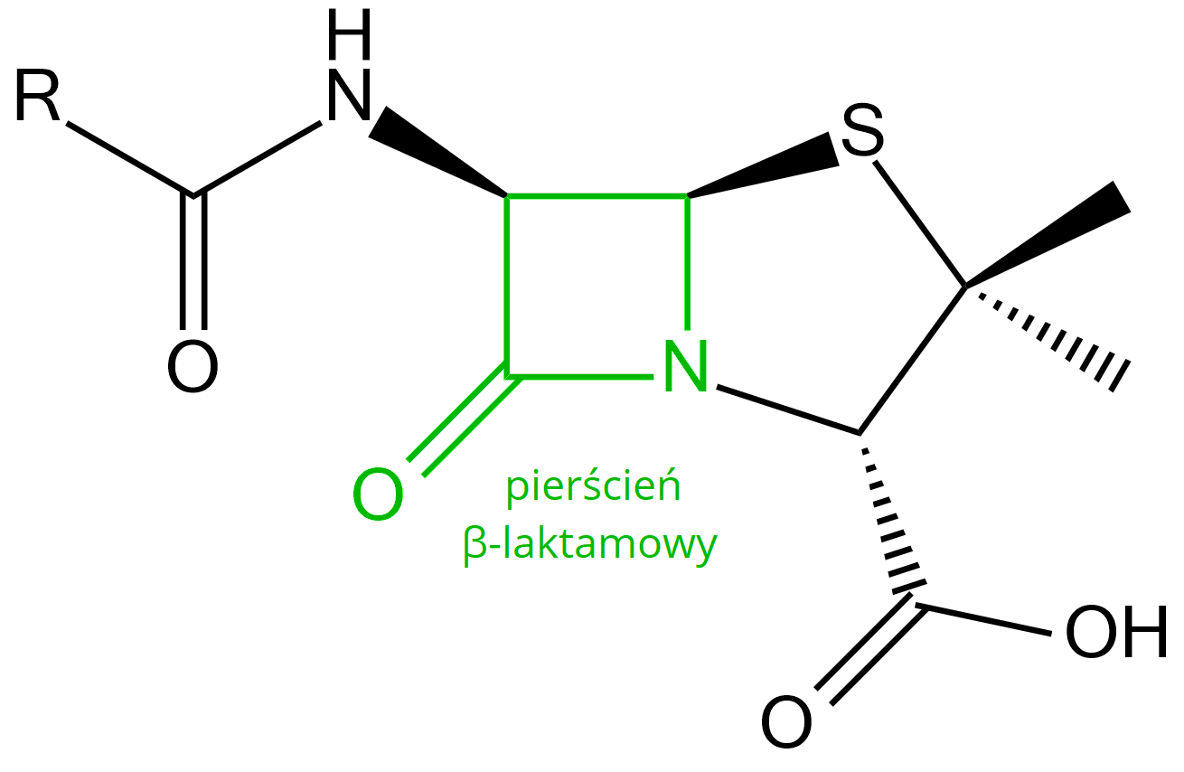 Ilustracja przedstawiająca wzór antybiotyku beta laktamowego. Przedstawiony związek składa się z dwóch skondensowanych pierścieni cztero- i pięcioczłonowego. W centralnej części wzoru znajduje się pierścień czteroczłonowy zaznaczony na zielono, składa się on z trzech atomów węgla oraz atomu azotu. Sąsiadujący z atomem azotu atom węgla łączy się za pomocą wiązania podwójnego z atomem tlenu. Całość stanowi pierścień beta laktamowy. Atom węgla sąsiadujący z grupą C O podstawiony jest grupą N H, której atom azotu związany jest z atomem węgla połączonym za pomocą wiązania podwójnego z atomem tlenu oraz za pomocą wiązania pojedynczego z podstawnikiem R; atom azotu należący do czteroczłonowego pierścienia oraz sąsiadujący z nim atom węgla stanowią atomy mostkowe, to jest wspólne dla dwóch pierścieni. I tak wspomniany atom węgla związany jest z atomem siarki. Ten łączy się z atomem węgla podstawionym dwiema grupami metylowymi oraz związanym z kolejnym atomem węgla podstawionym grupą karboksylową C O O H oraz związanym z mostkowym atomem azotu, co zamyka drugi, pięcioczłonowy pierścień.