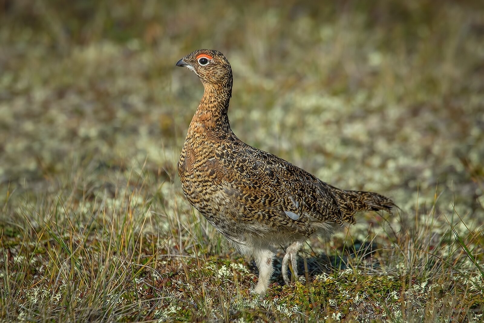 Na zdjęciu ptak, przypominający kuropatwę. Ma brązowo‑czarne upierzenie i mały dziób. 